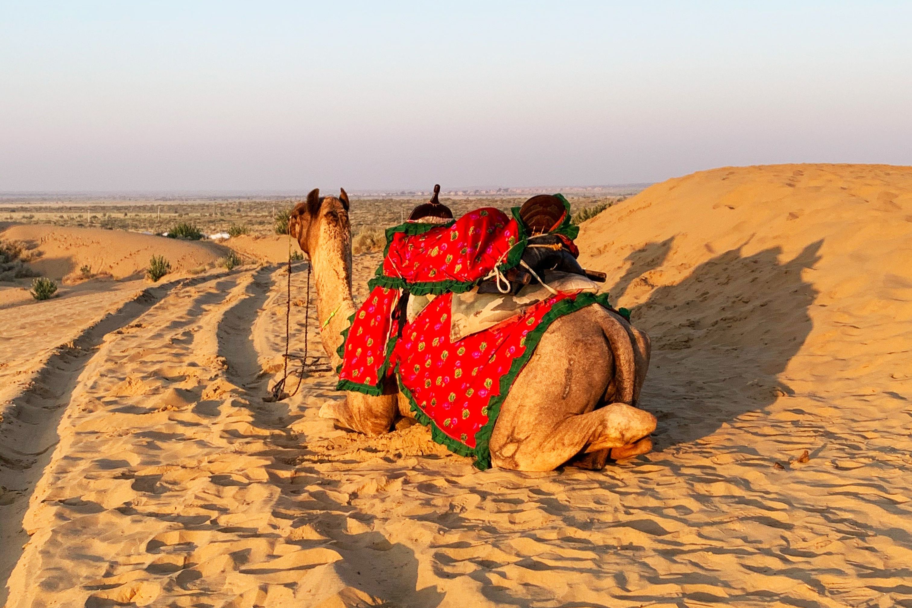 a camel on colorful attire resting on sand dune under a clear blue sky in jaisalmer