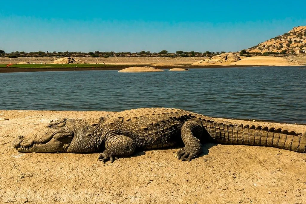 a crocodile near jawai dam