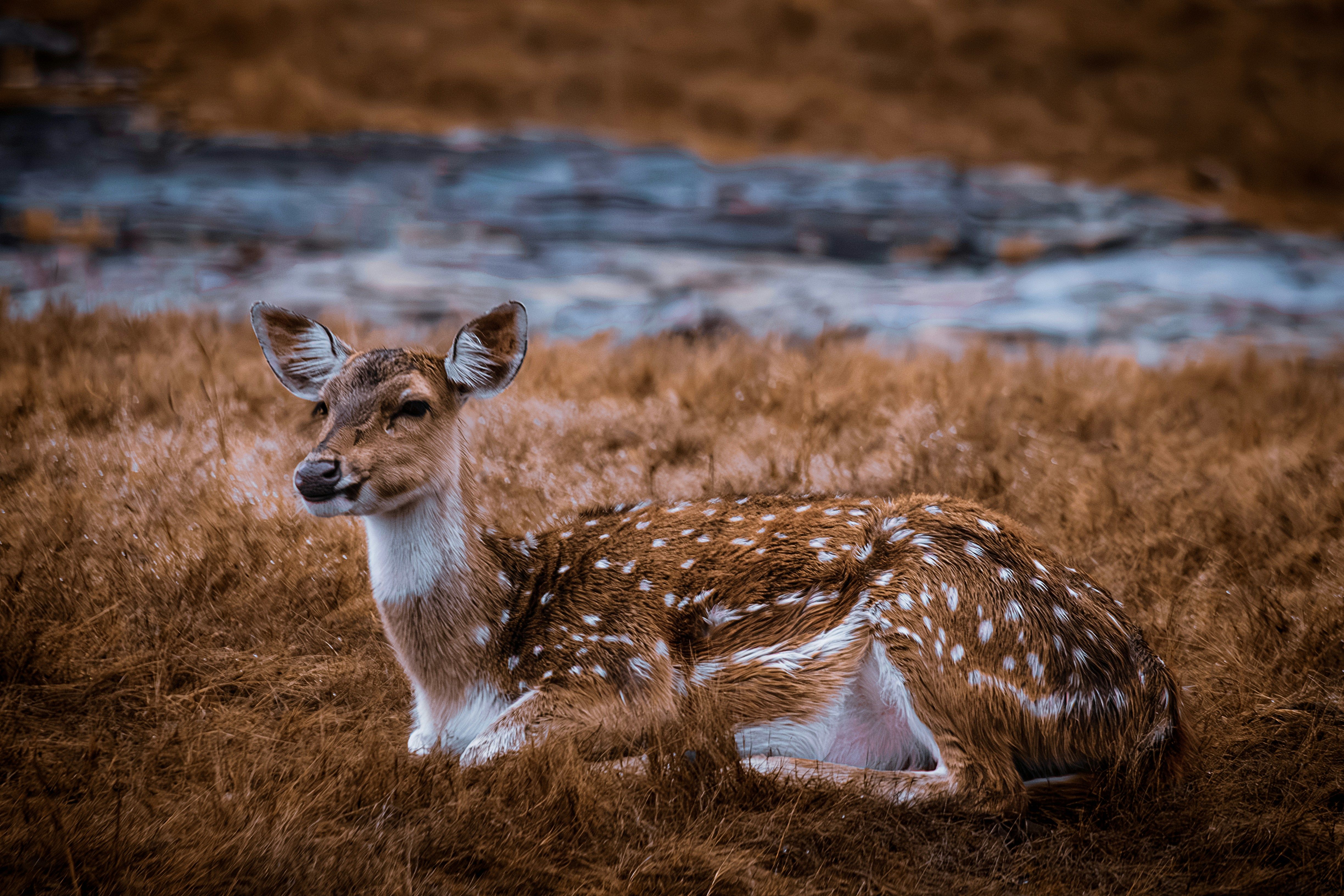 a deer laying down in a field of brown grass at ranthambore national park