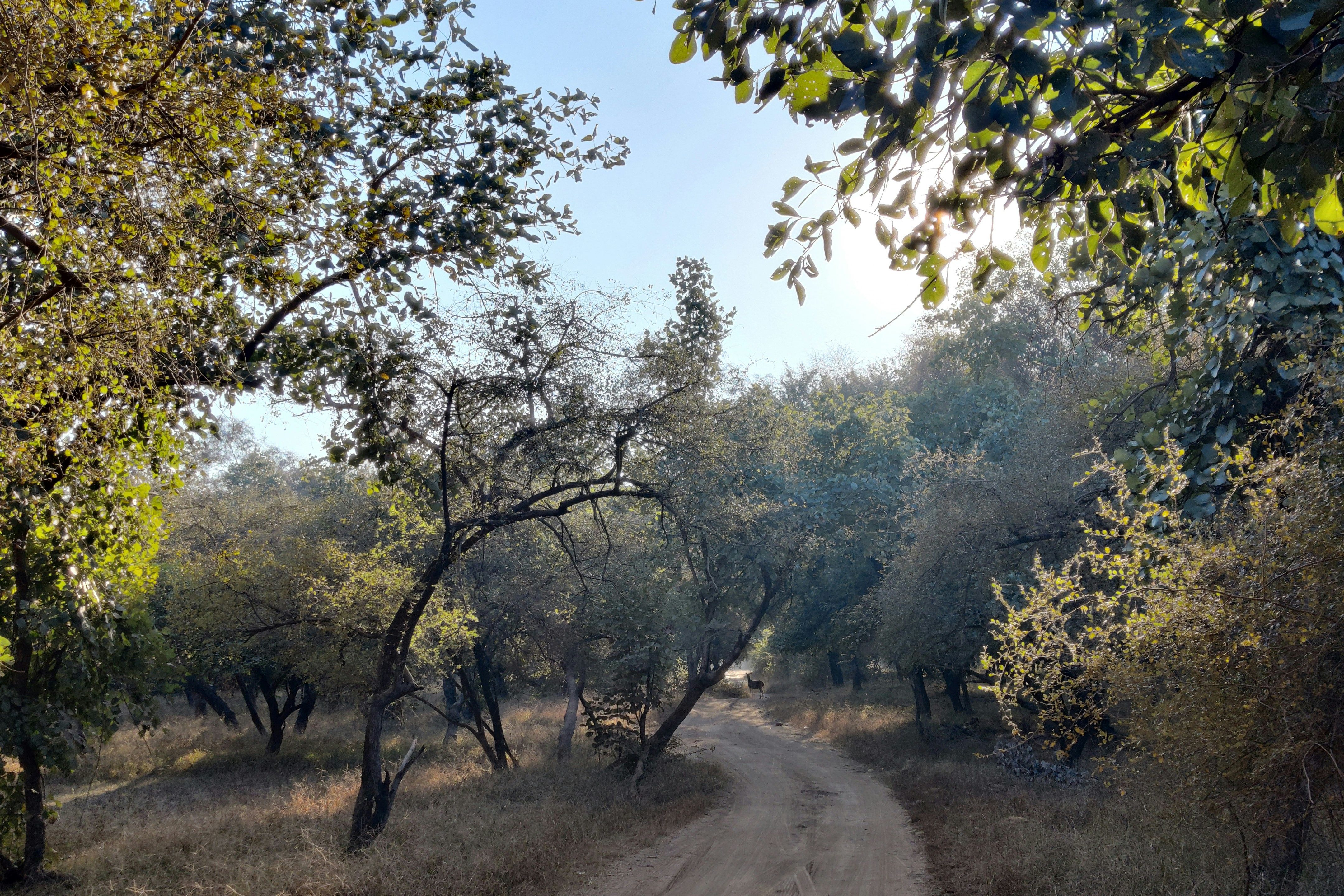 a dirt road surrounded by trees and grass at the ranthambore national park