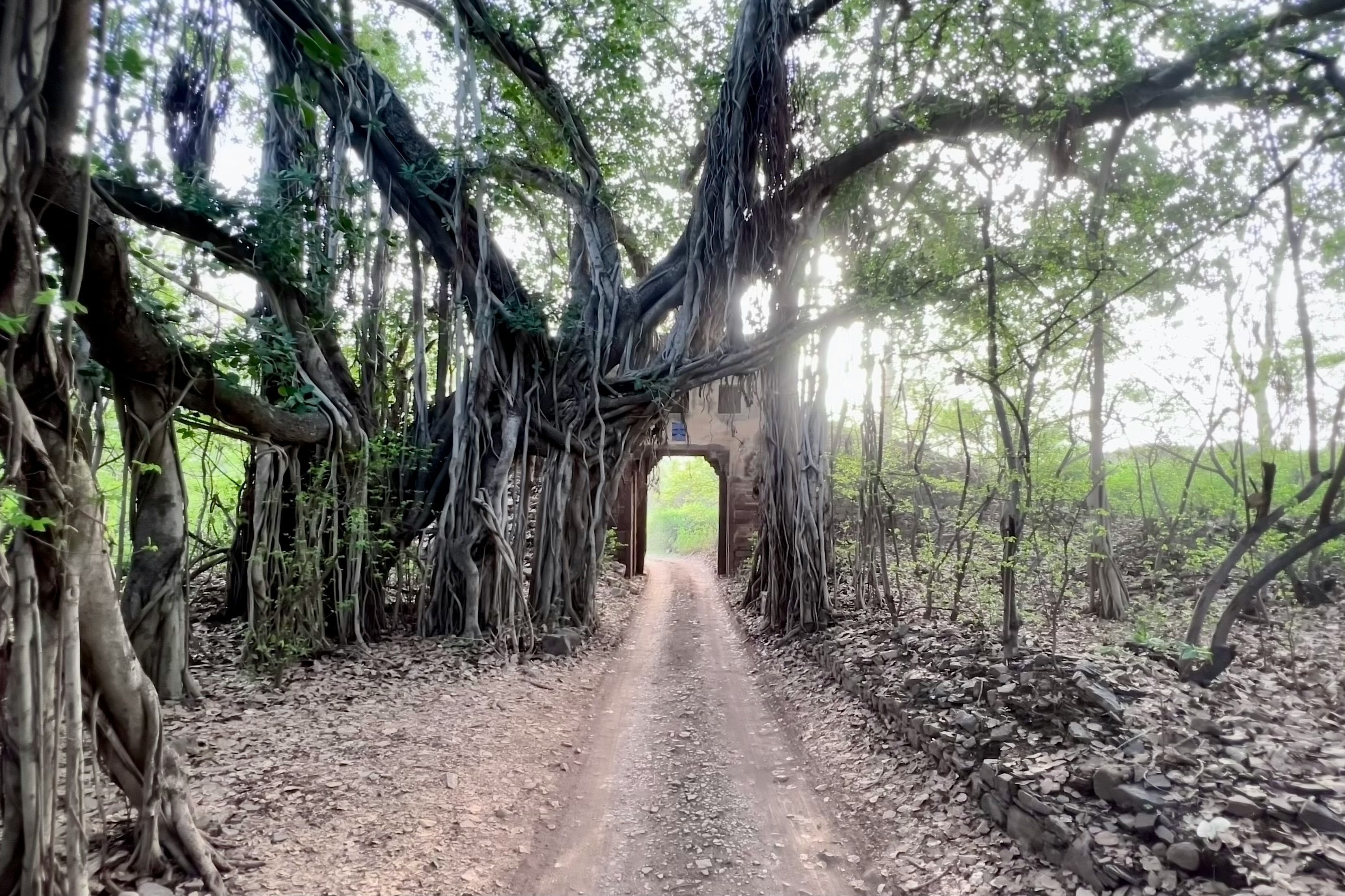 a dirt road surrounded by trees with a tunnel in the middle at ranthambore national park