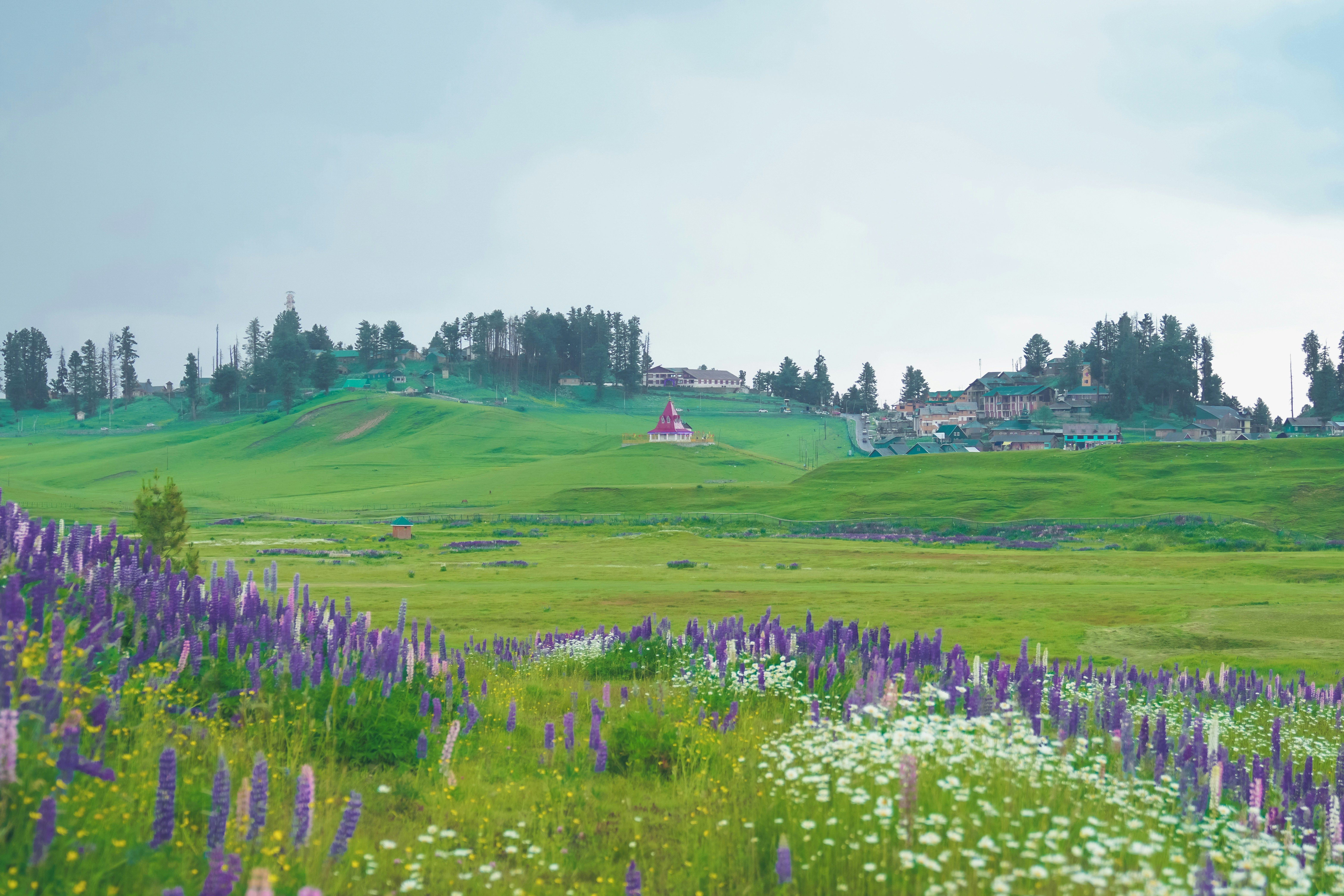 a field of wildflowers and a house on a hill in gulmarg