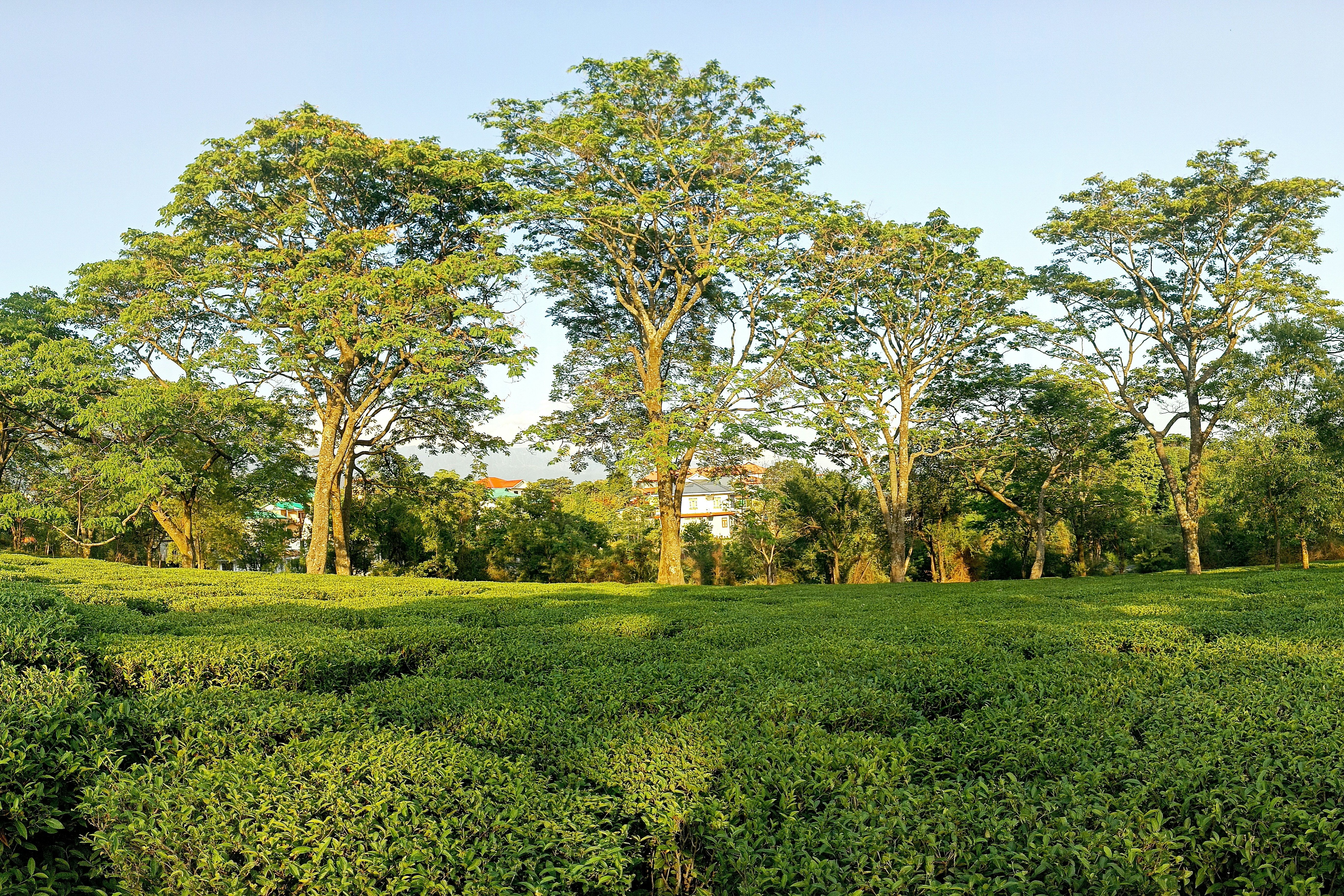 tea plantation under blue sky at palampur in himachal pradesh