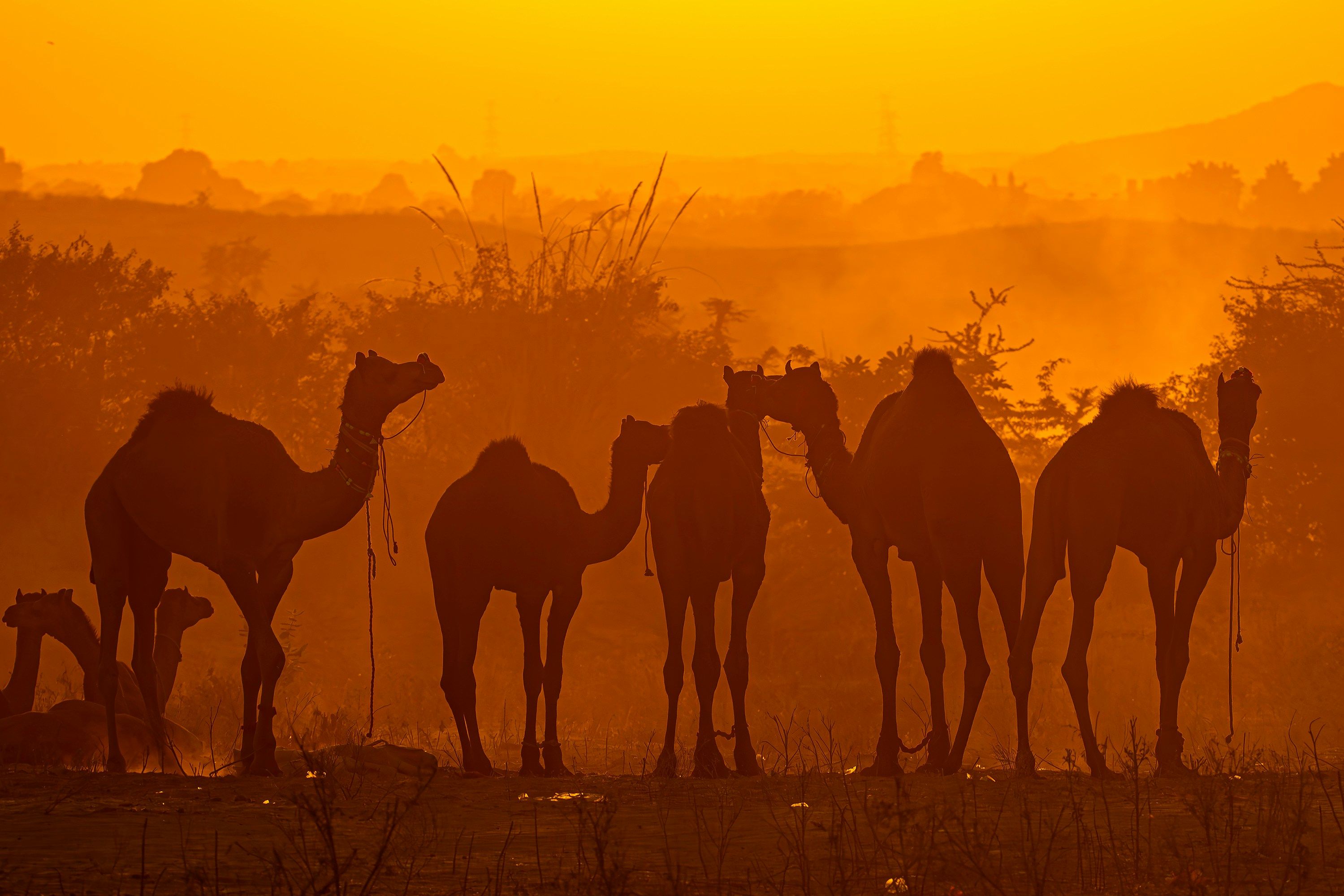 a group of camels standing in a field at pushkar camel fair
