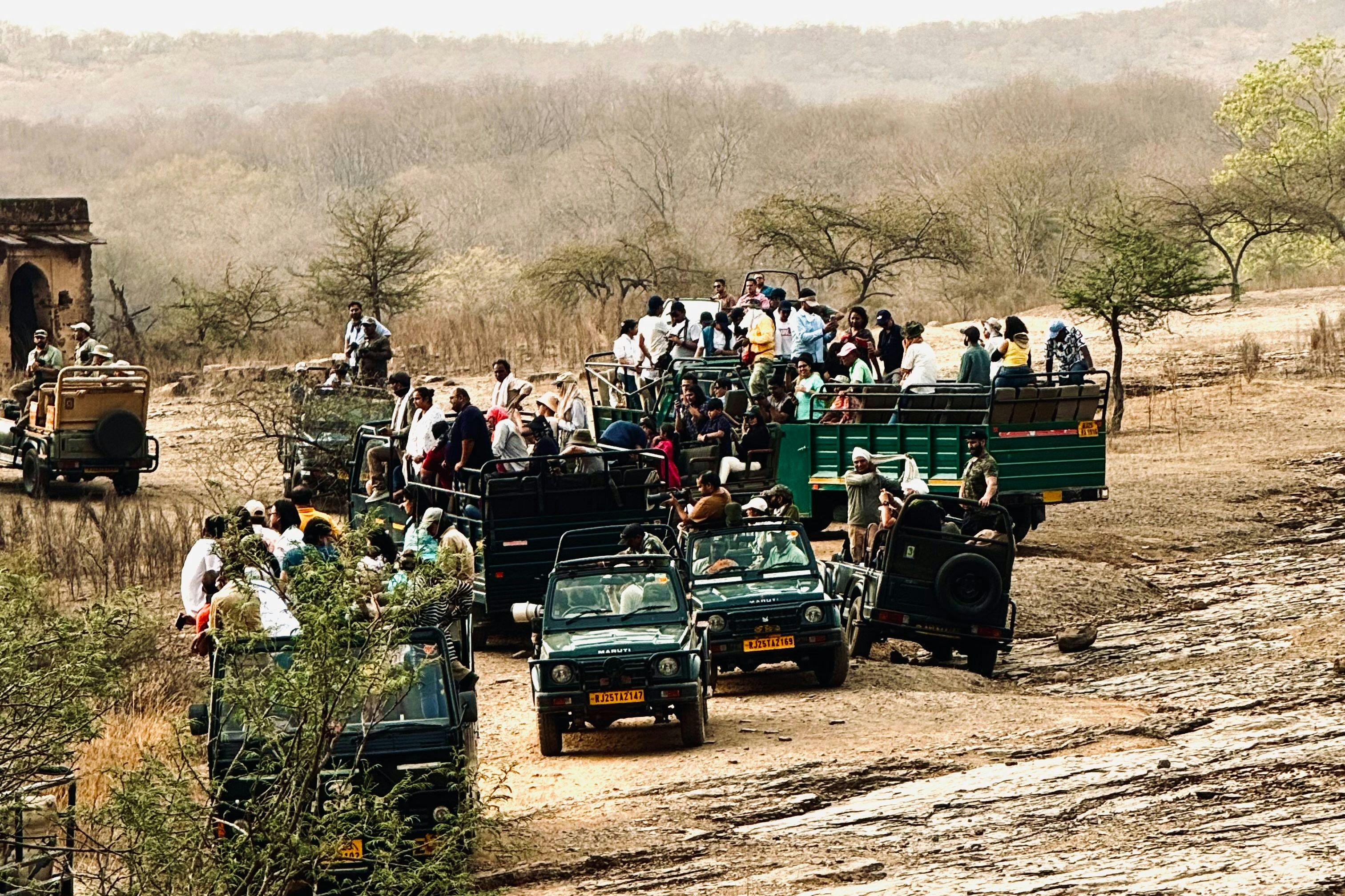 a group of tourists riding on four wheelers at ranthambore national park