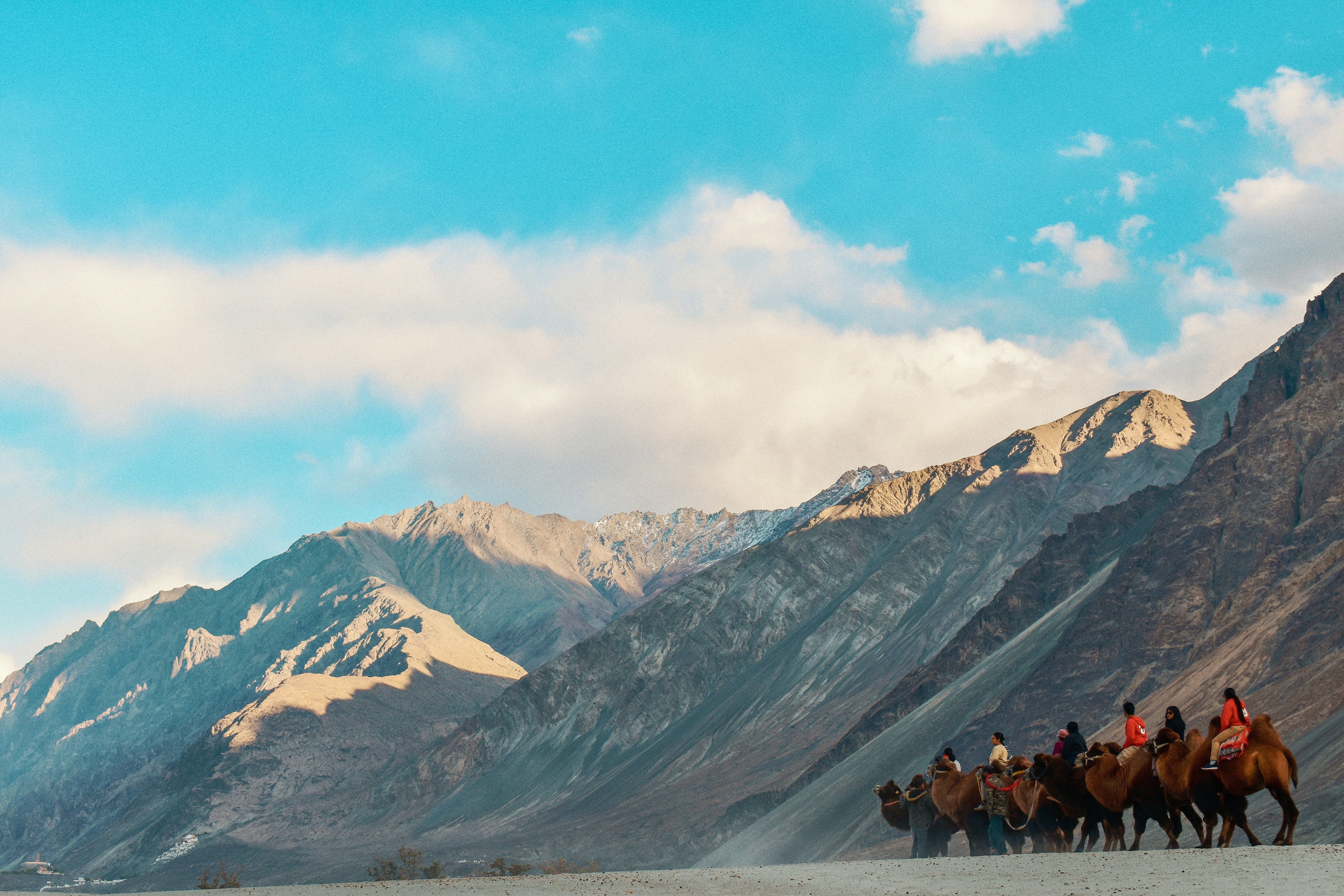 a group of people riding on the back of camels in nubra valley