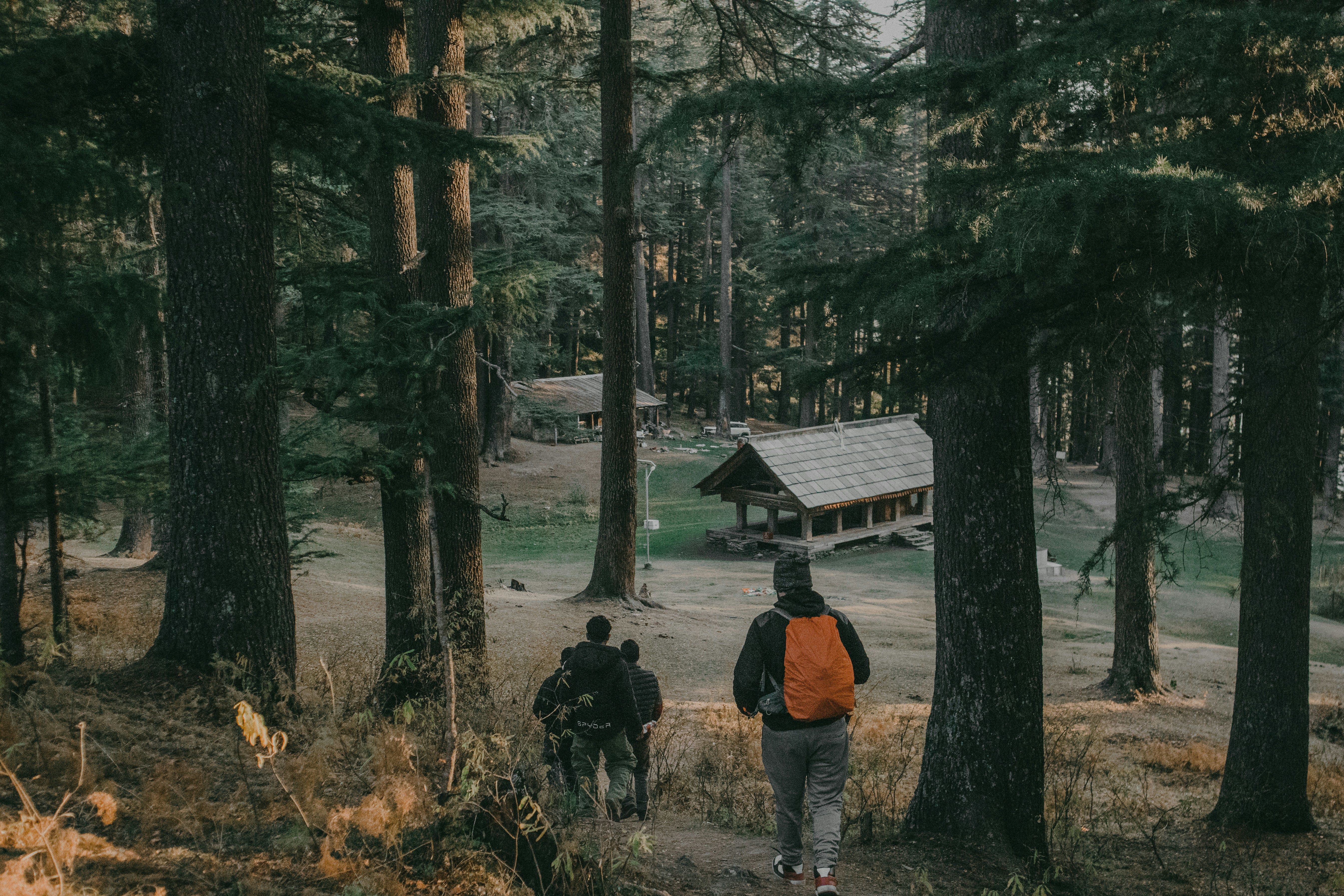 a group of people walking through a forest in jibhi