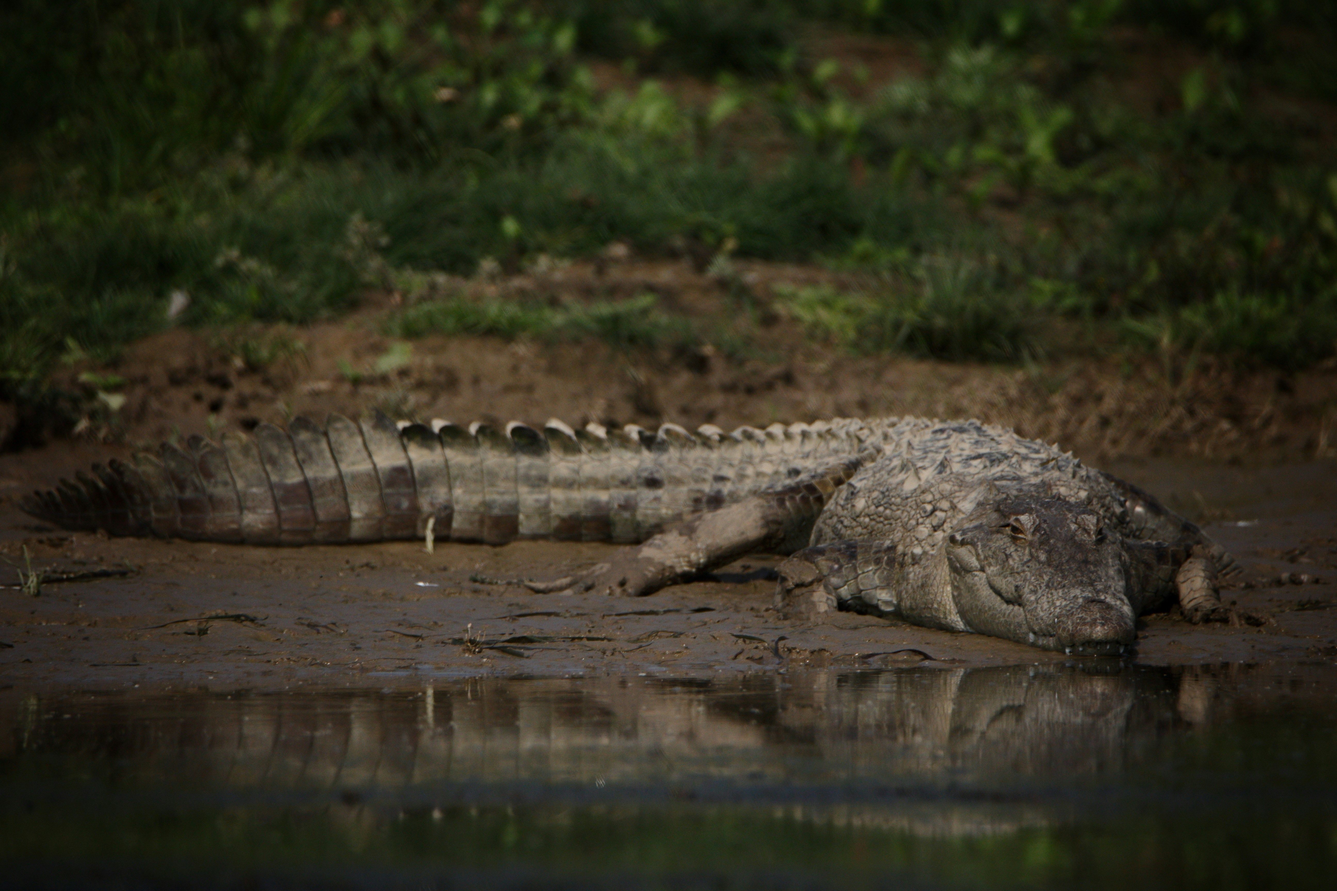a large alligator layting on top of a water body at ranthambore national park