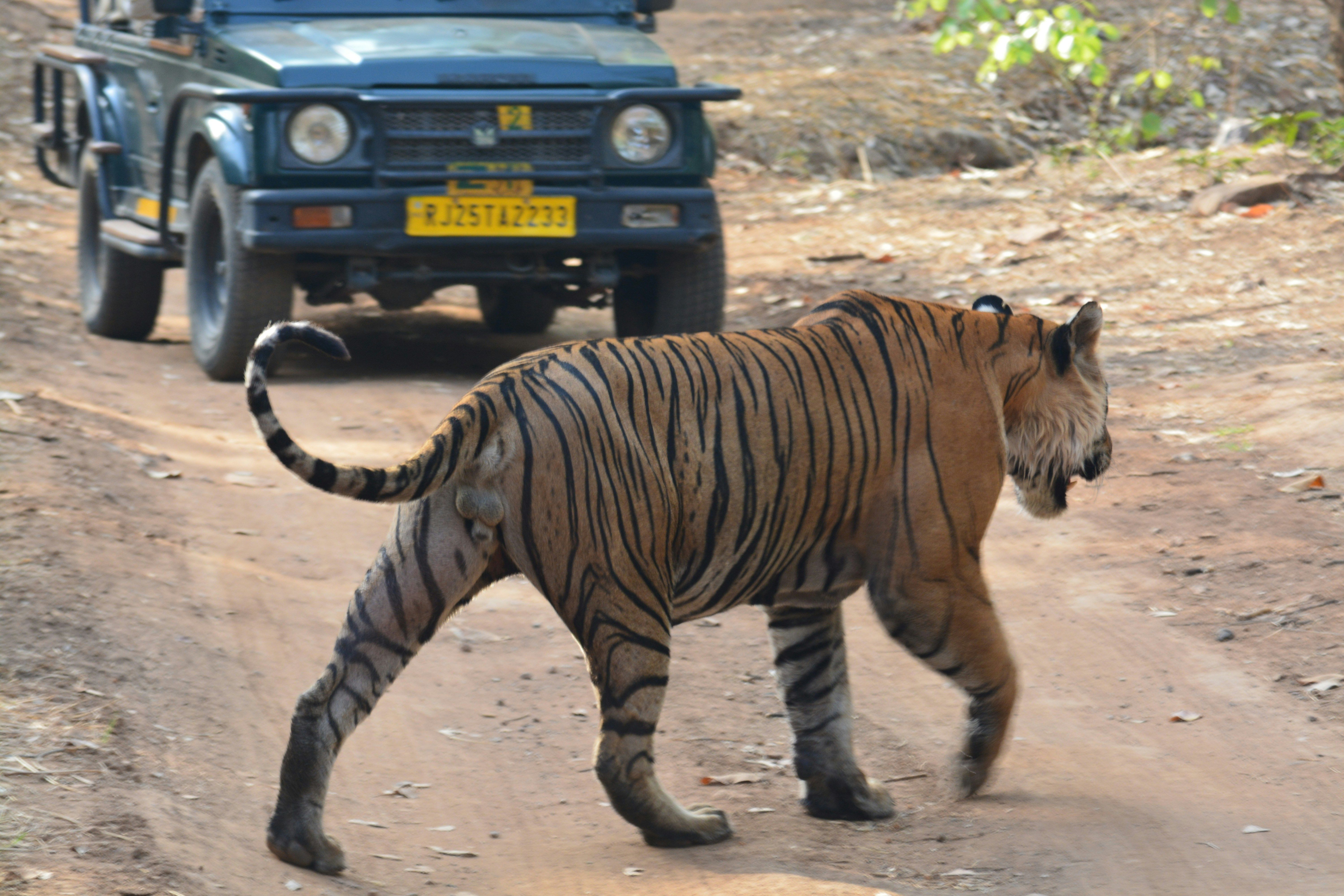 a large tiger walking across a dirt road beside a vehicle at ranthambore national park