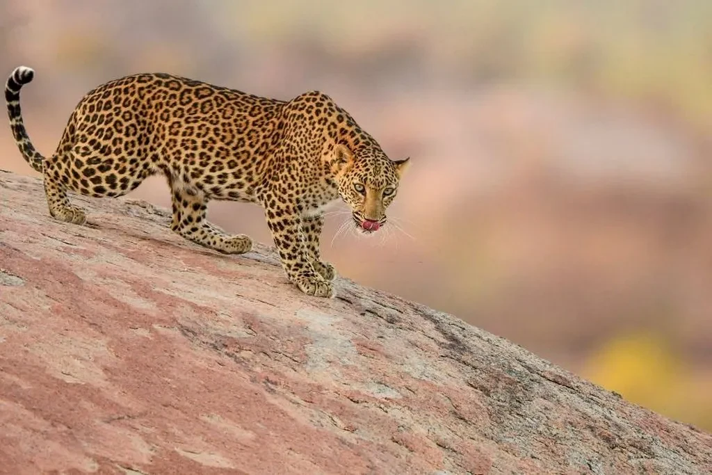 a leopard coming down of a small hill in jawai