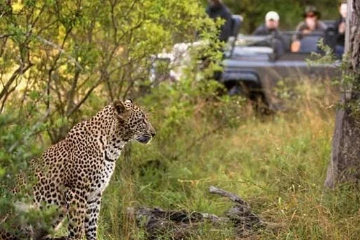 a leopard coming out of a bush in jawai with tourists in the backdrop