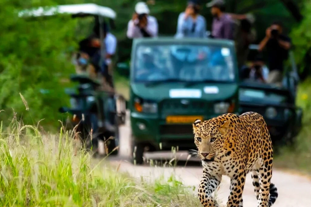 a leopard in front of tourists in jawai