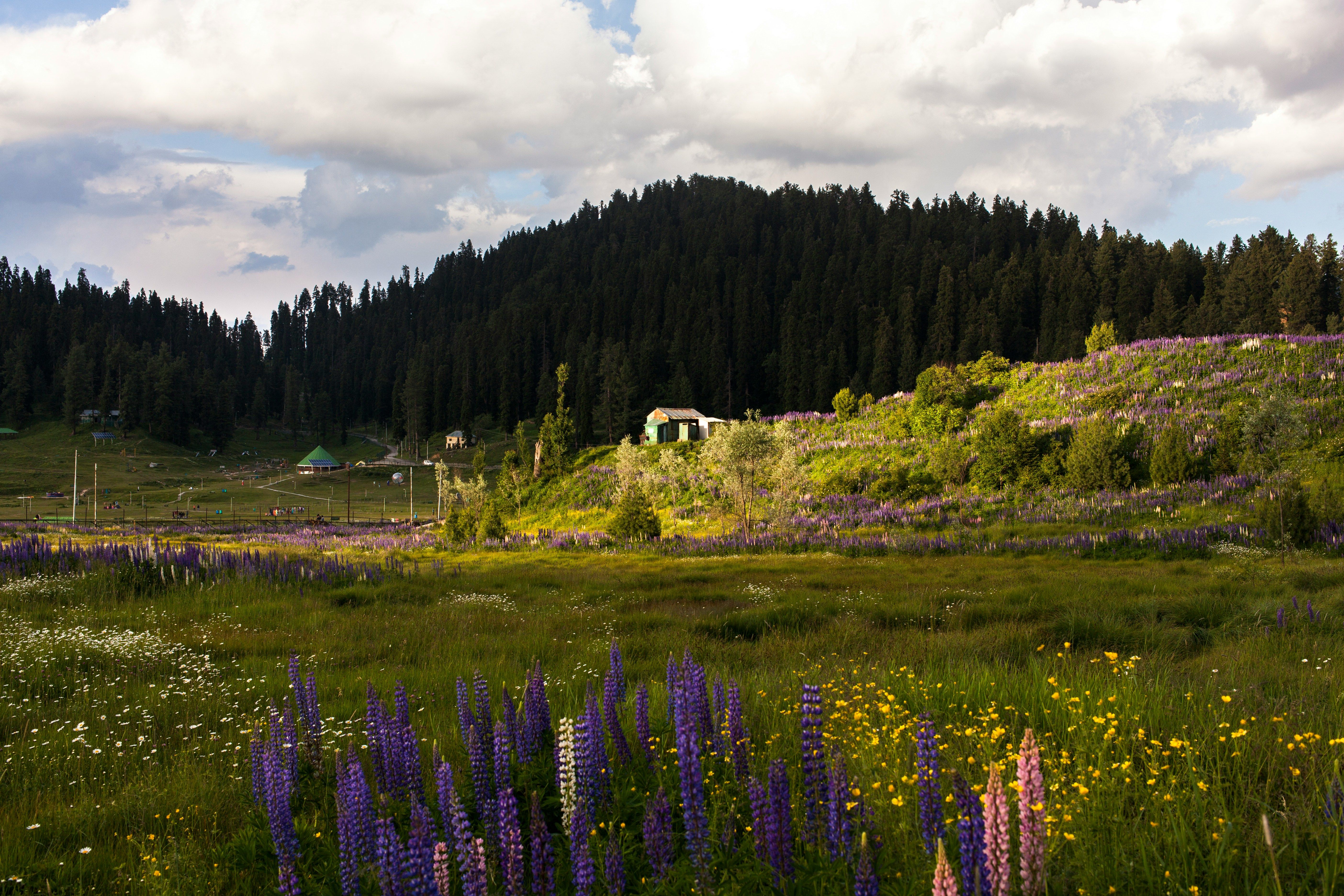 a lush green hillside covered in lots of purple flowers in gulmarg