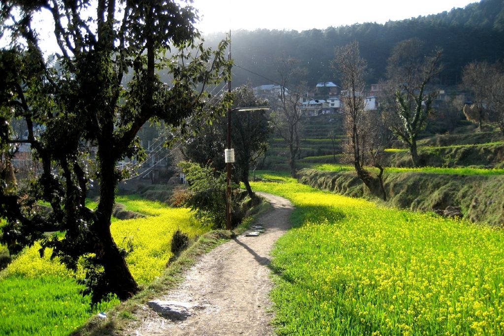 a mustard field at dharamkot near dharamshala