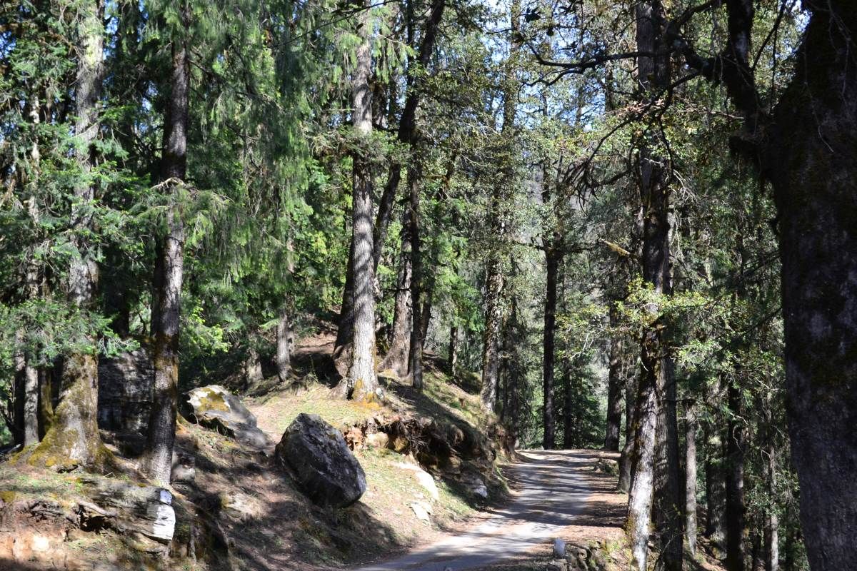 trees on both sides of a narrow road near jalori pass