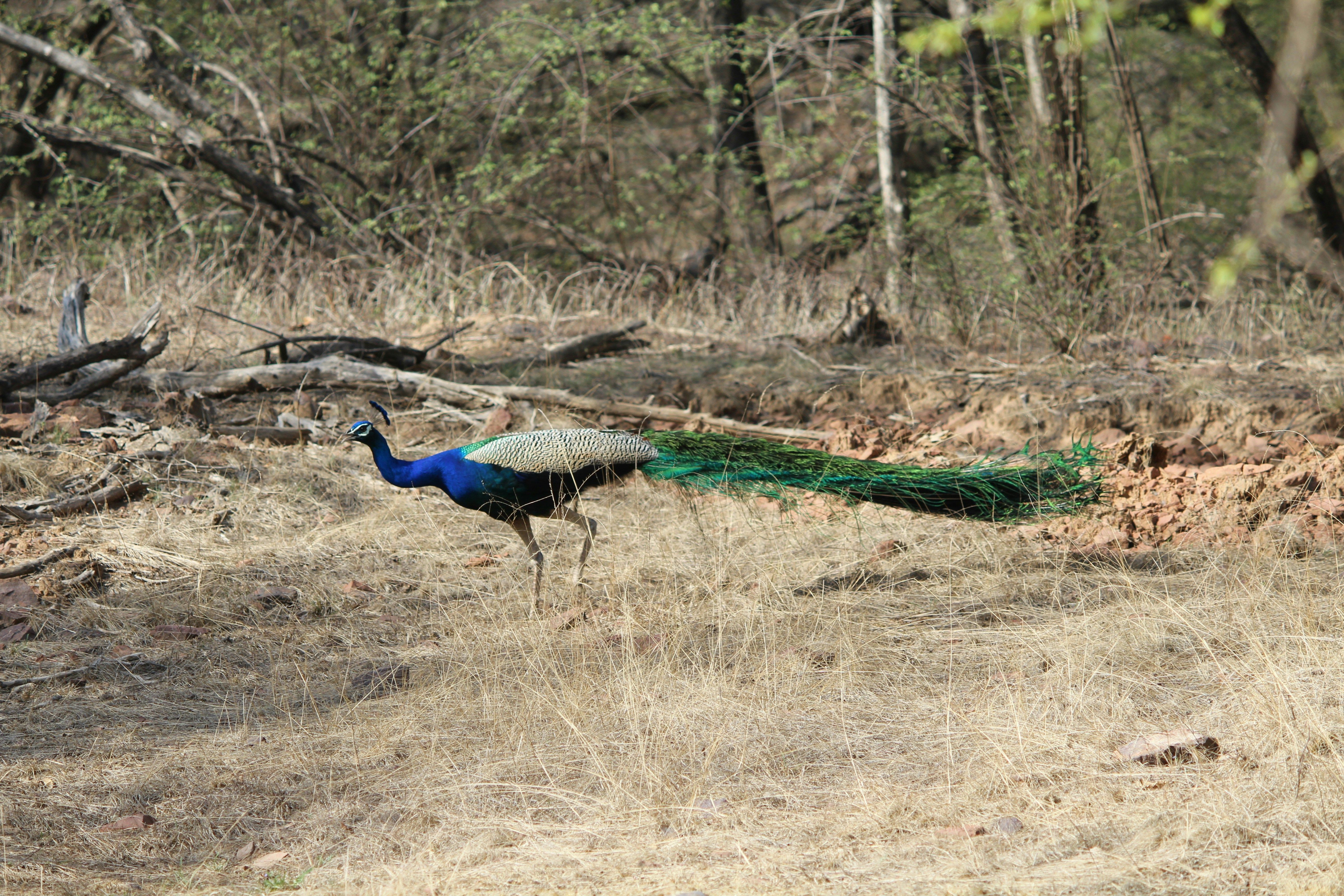 a peacock is walking through the grass in the woods of the ranthambore national park