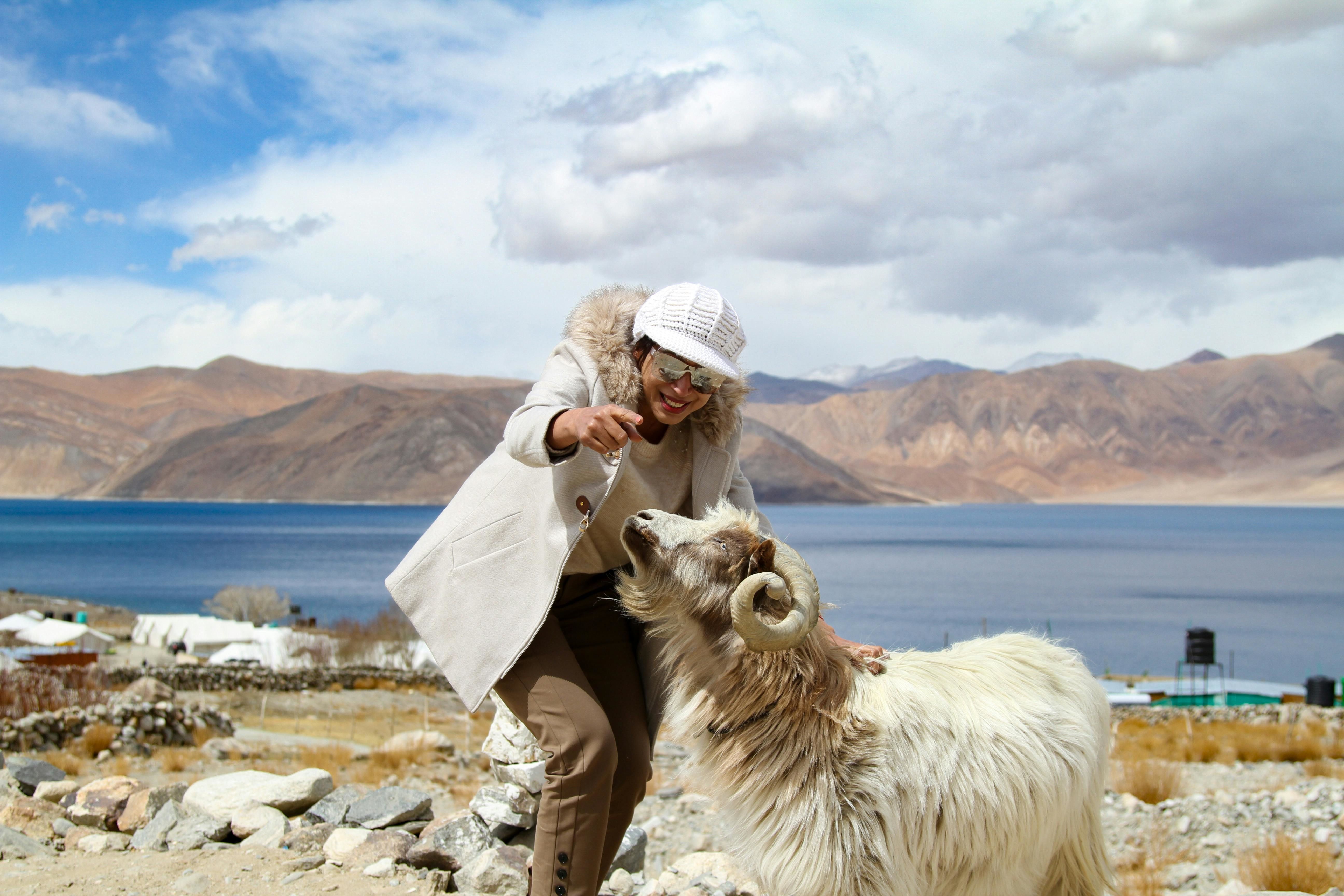 a person with a ram with pangong lake in the backdrop