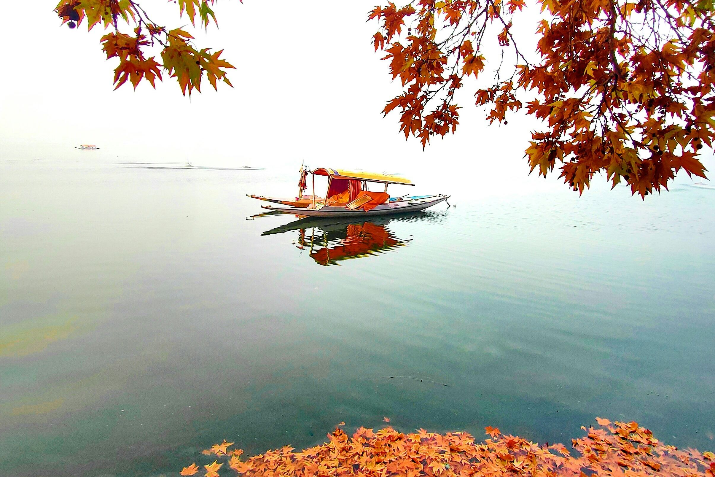 a shikara boat floating on top of dal lake surrounded by leaves
