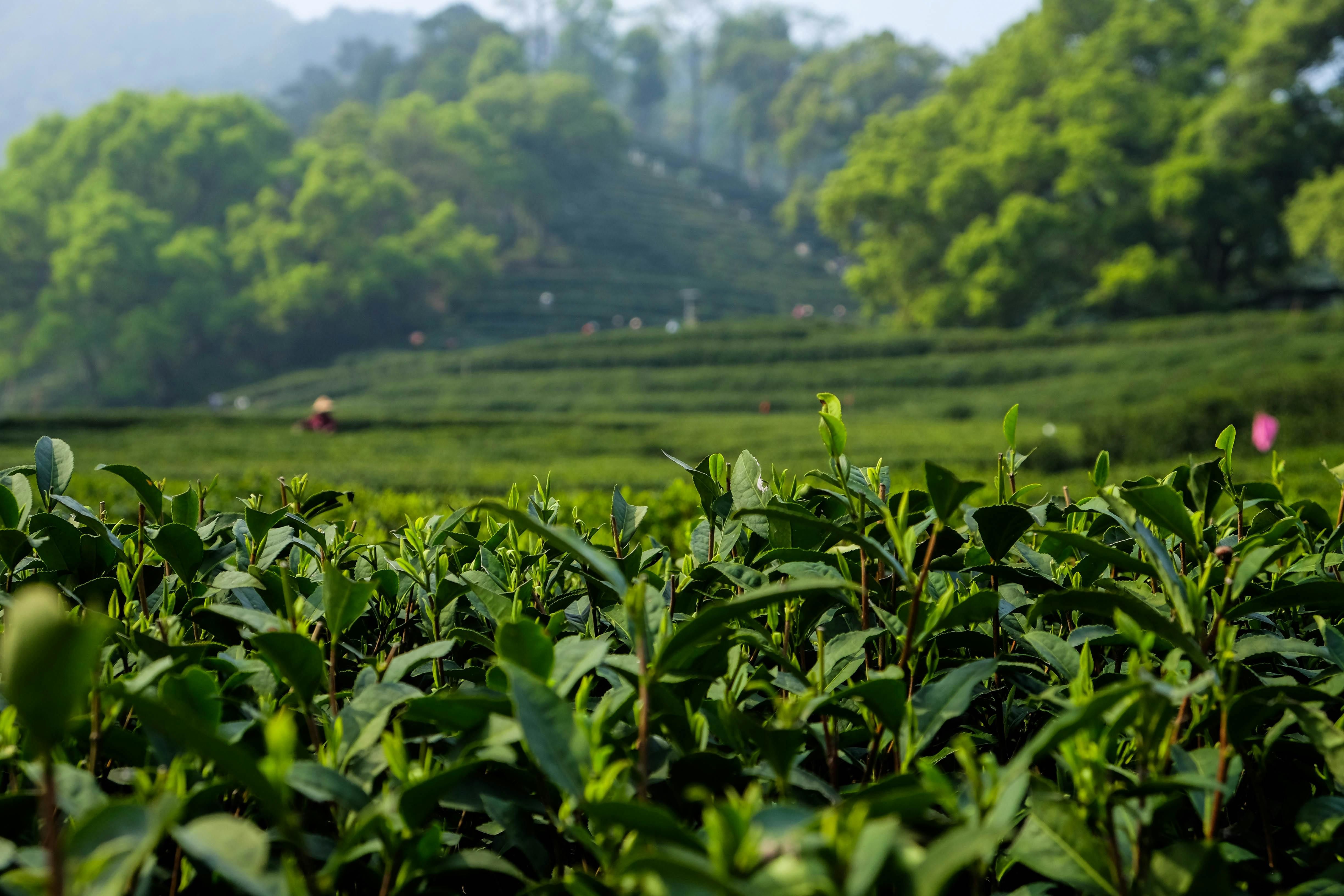 view of a tea garden in palampur