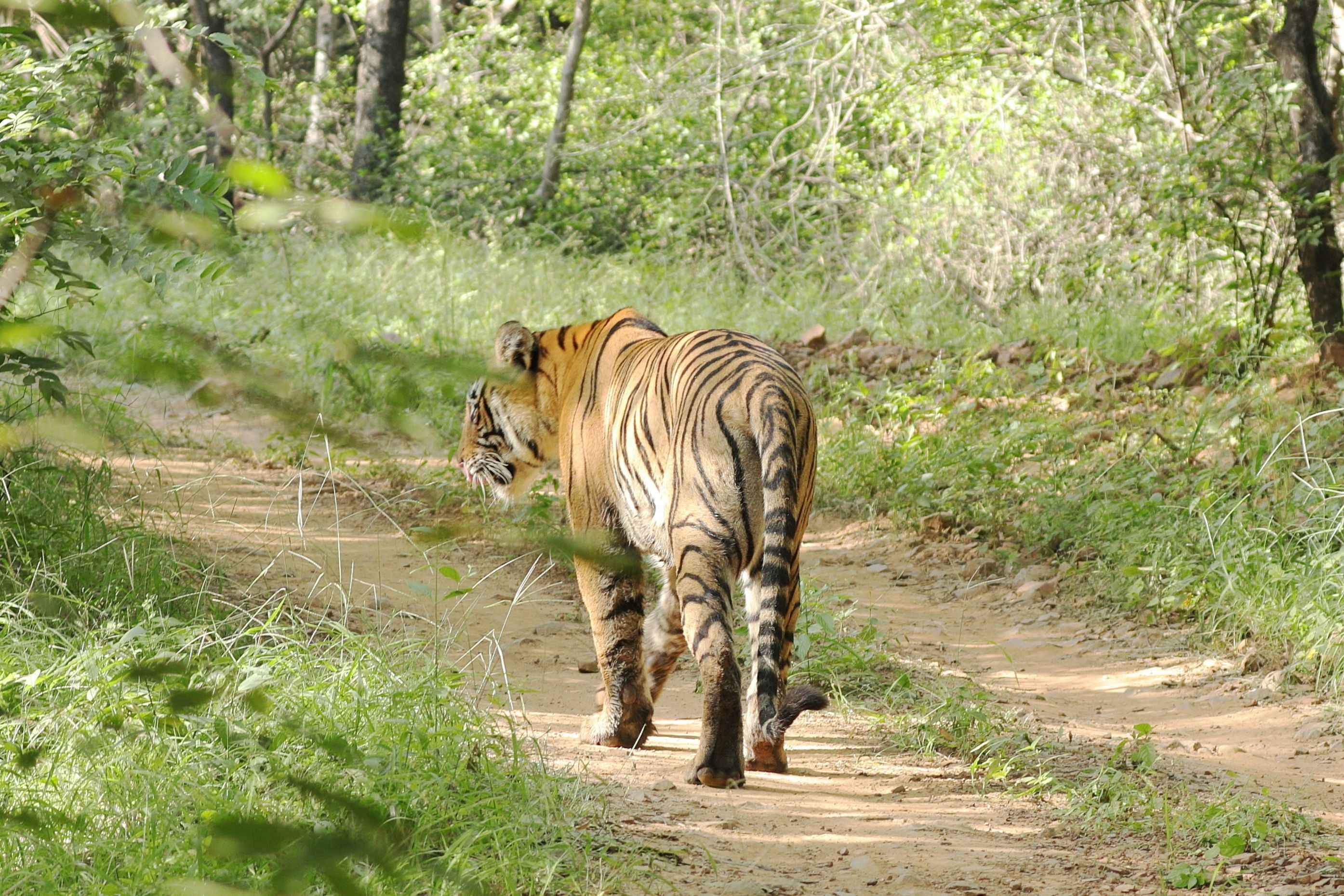 a tiger walking down a dirt road in the woods of the ranthambore national park