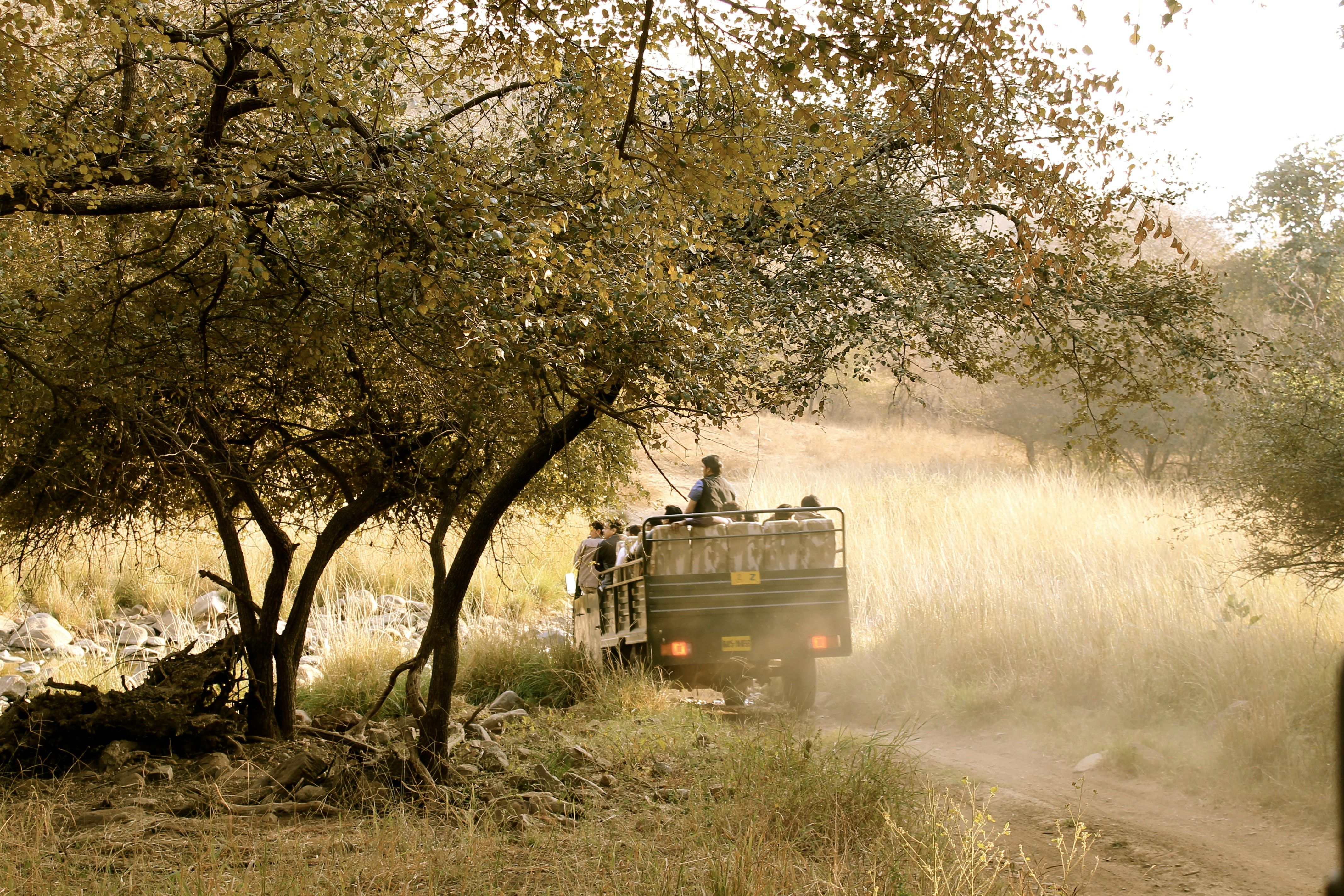 a truck driving down a dirt road next to trees with tourists in ranthambore national park