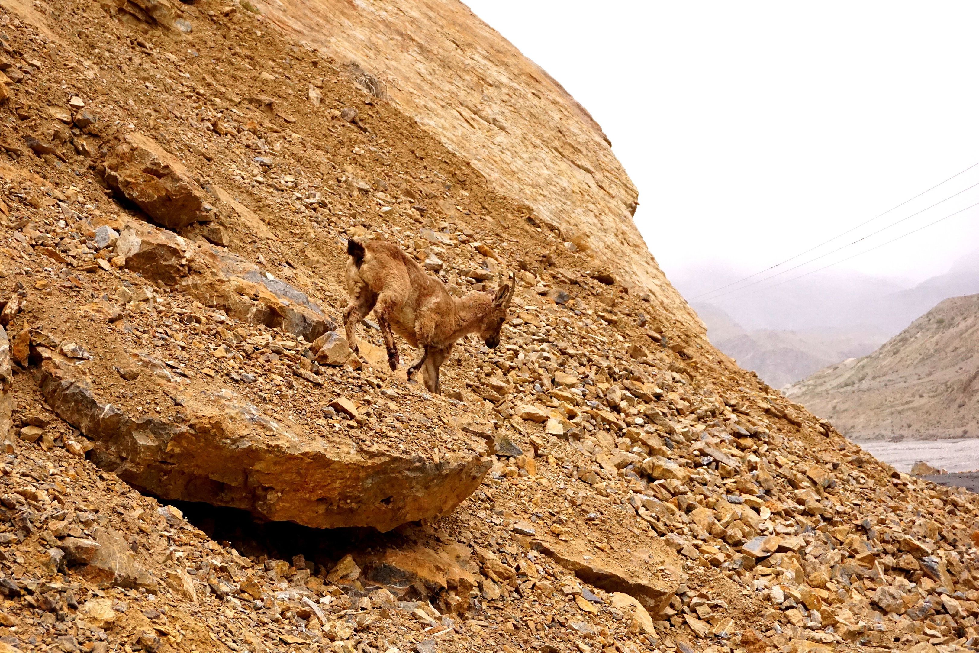 an ibex walking on a mountain in pin valley national park