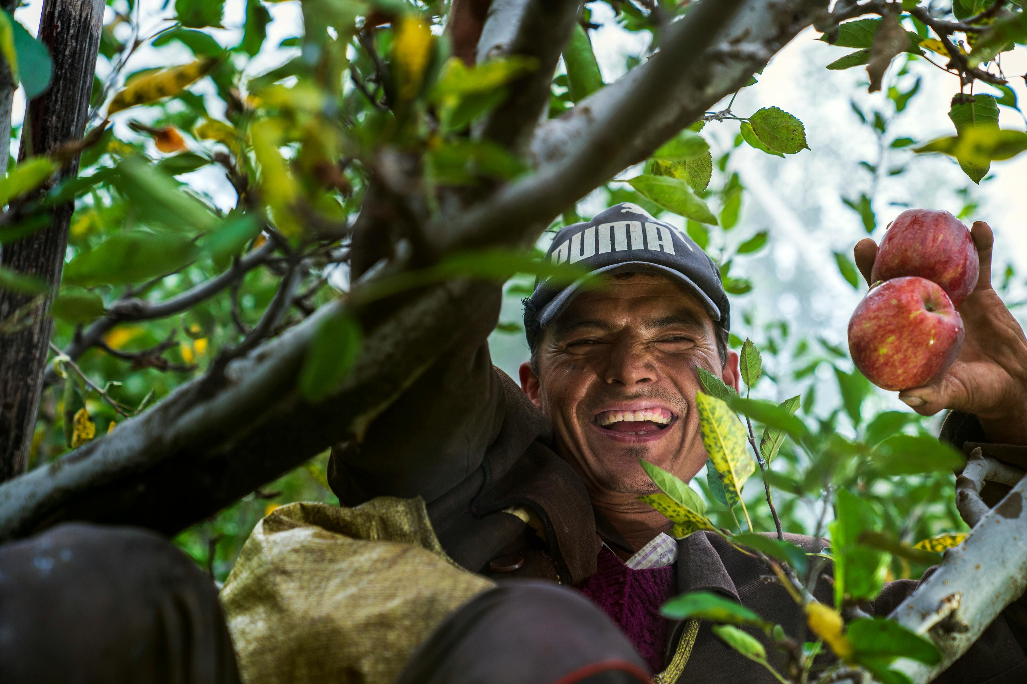 a man on a tree holding apples
