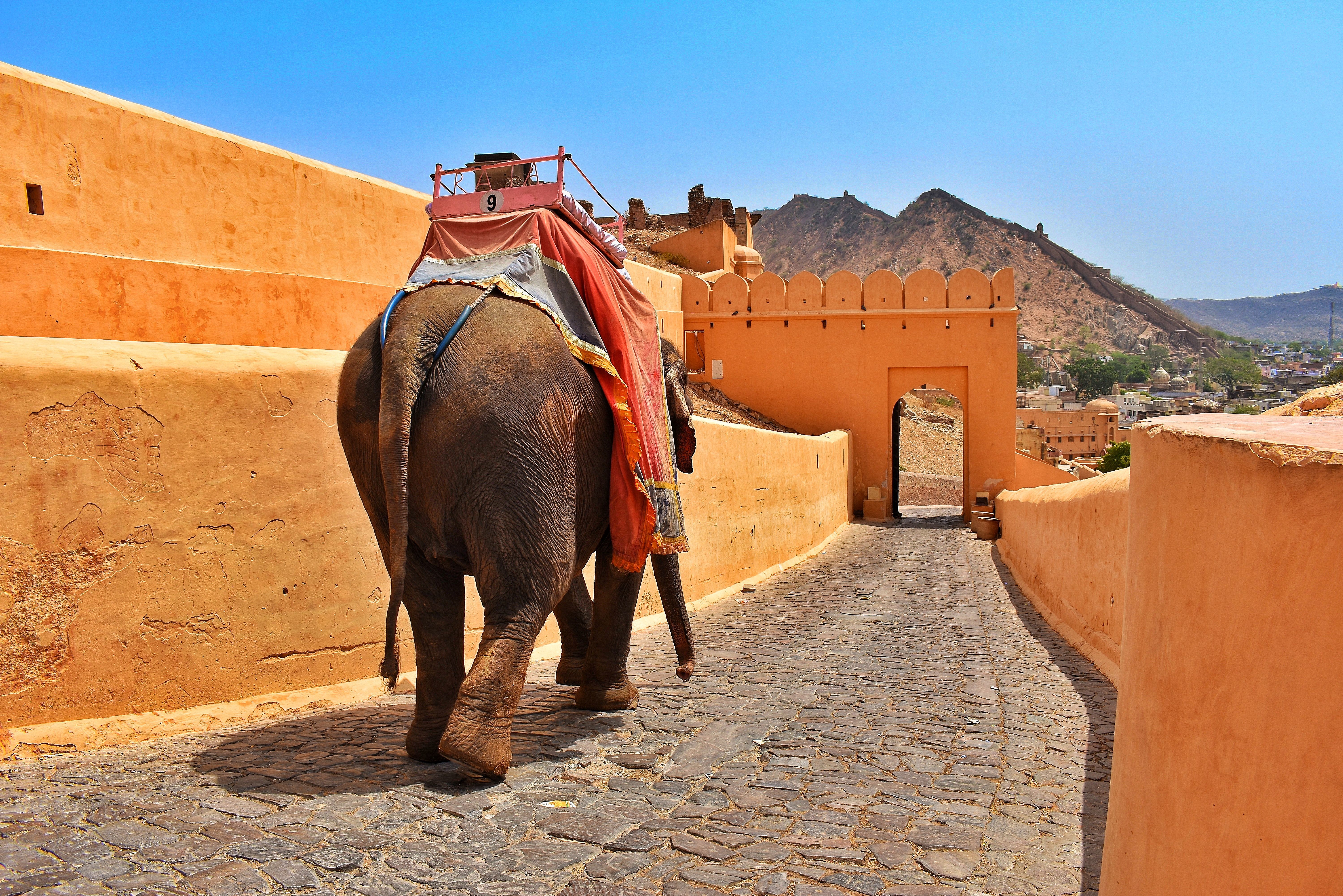 back view of an elephant walking on stone pathway at amber fort in jaipur rajasthan