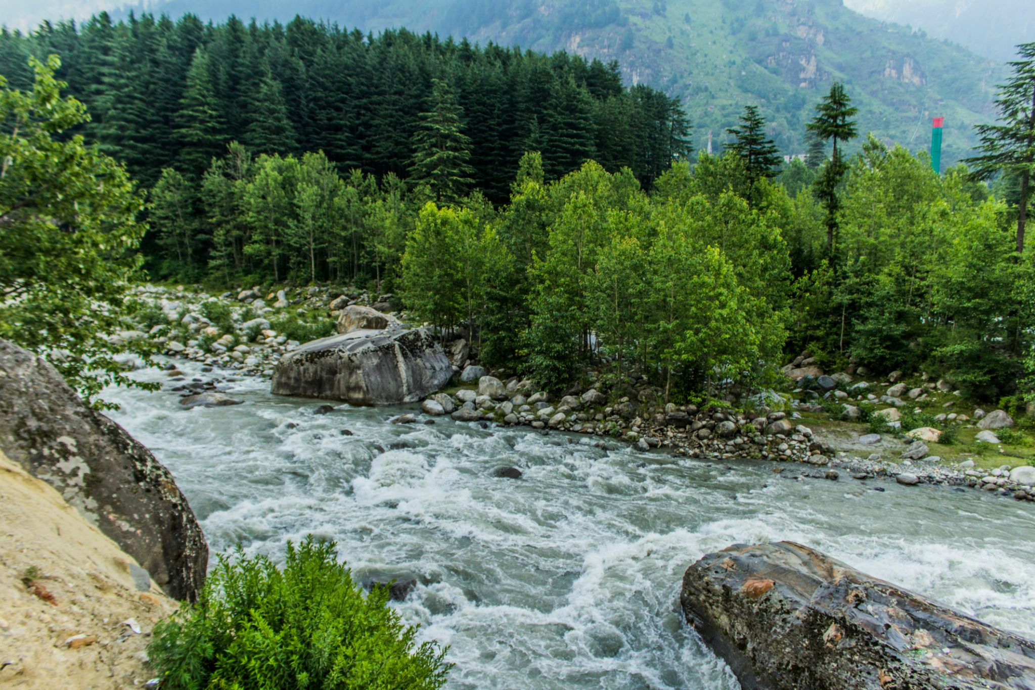 beas river flowing near manali with pine trees on its bank