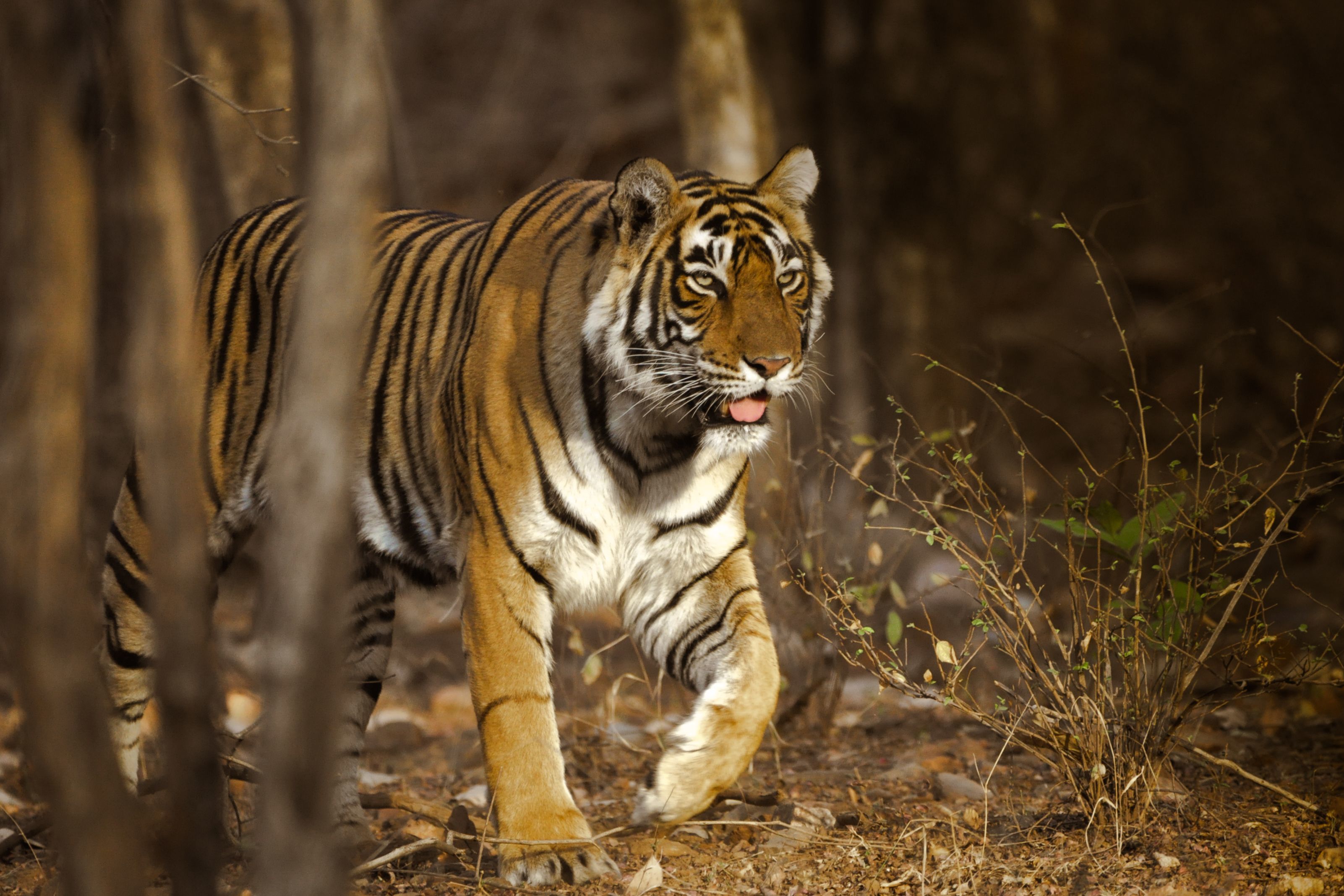 bengal tiger walking through a jungle in ranthambore national park
