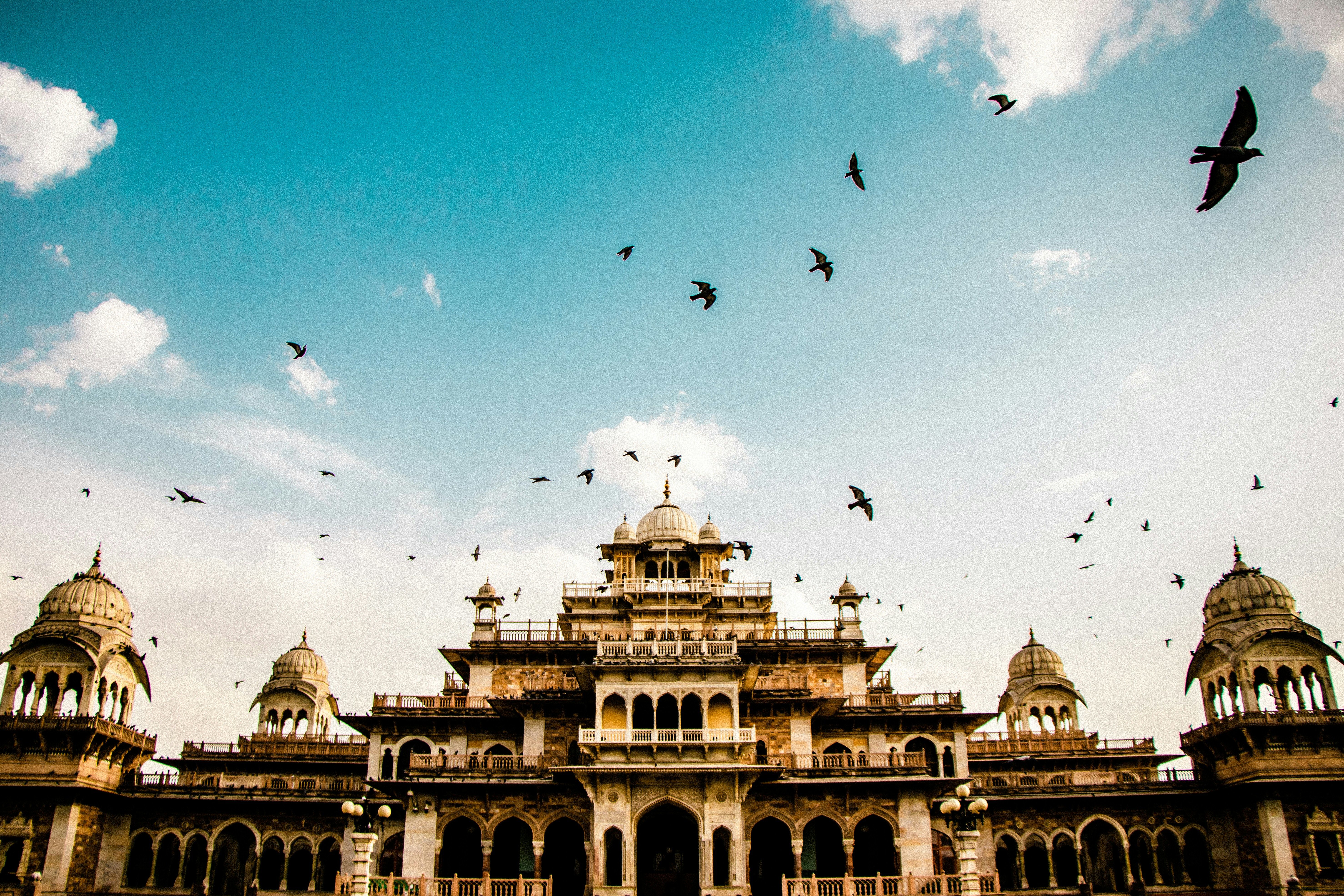 birds flying near albert museum at jaipur during daytime