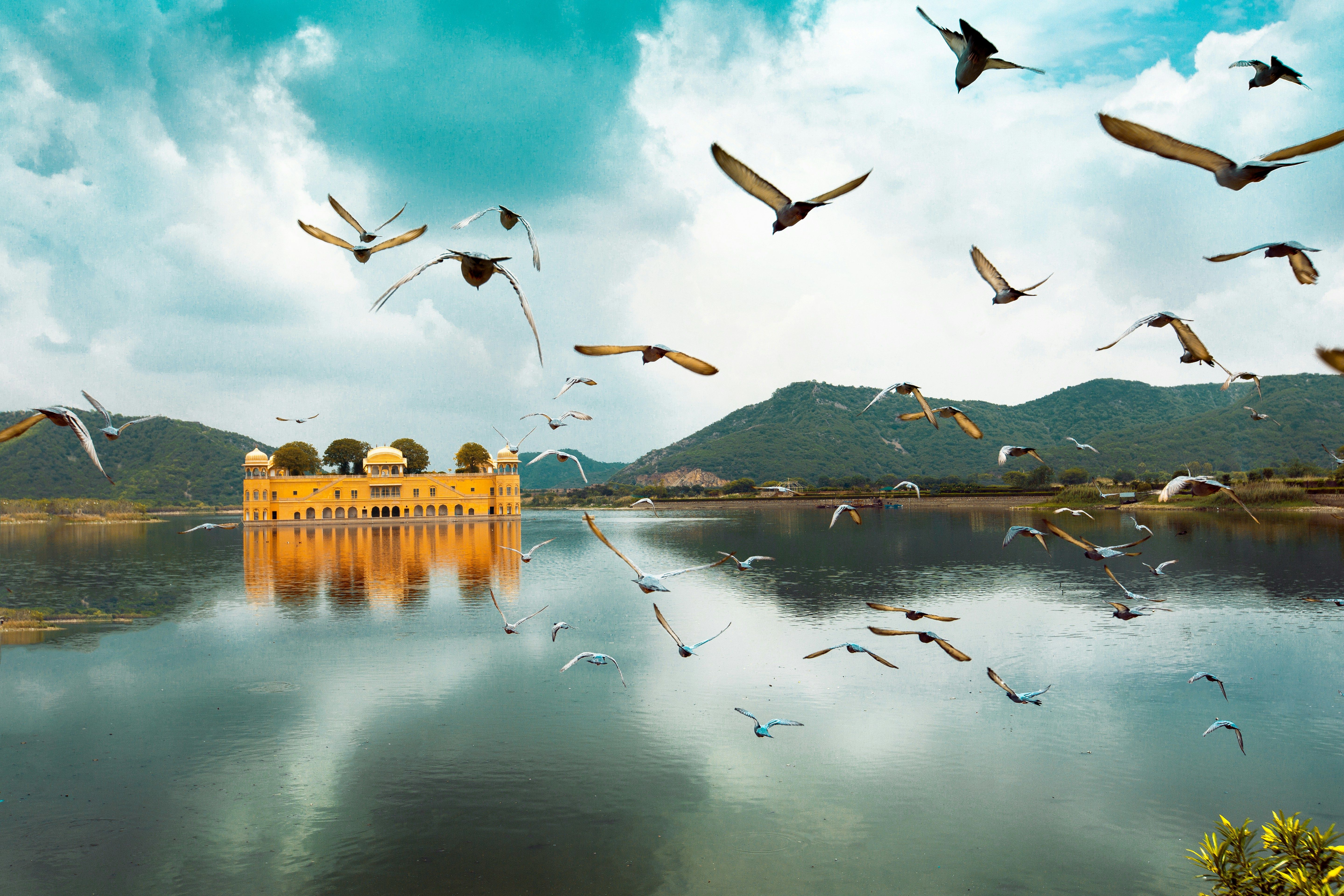 birds flying over the man sagar lake during daytime