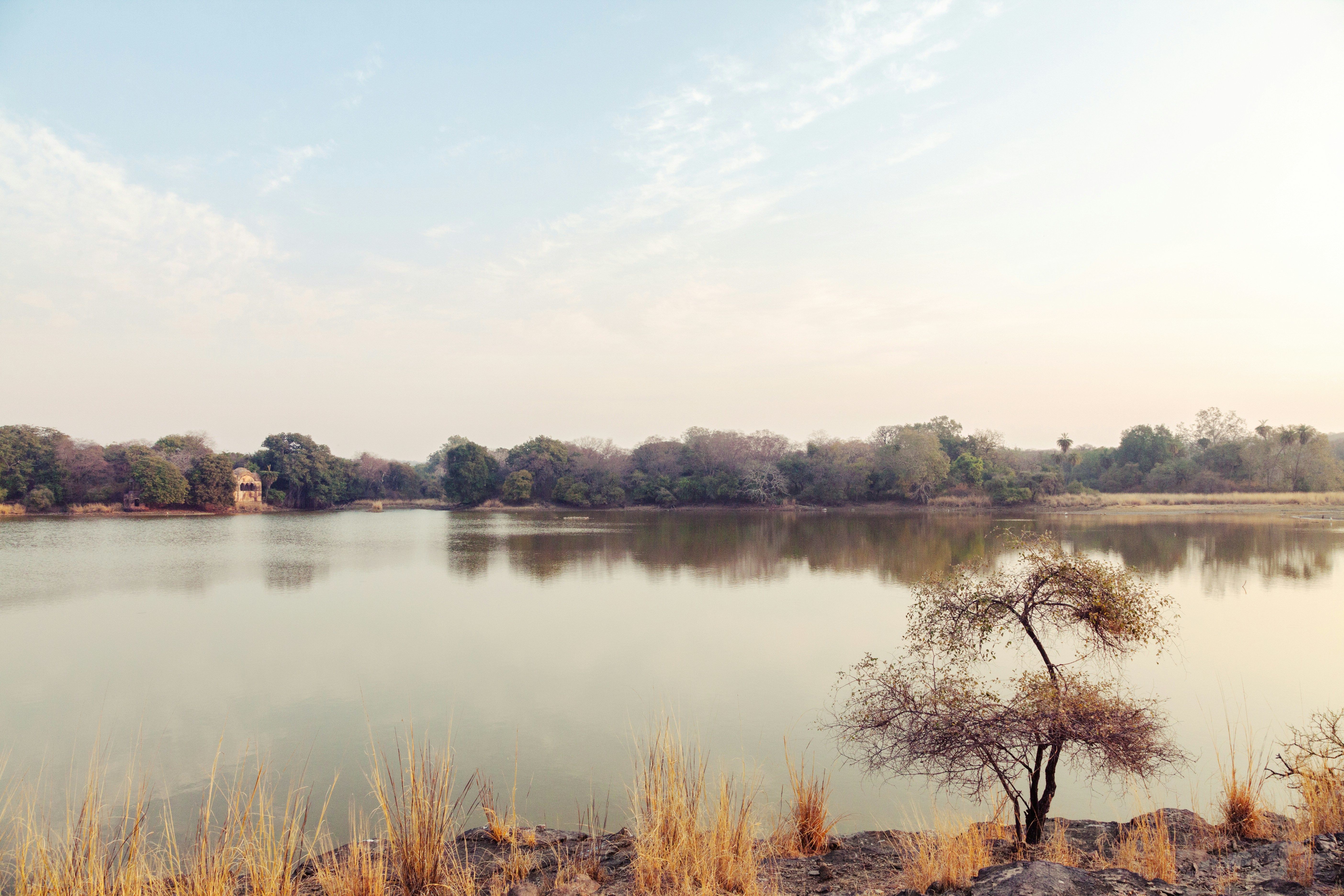 brown grass near a lake under white sky during daytime at the ranthambore national park