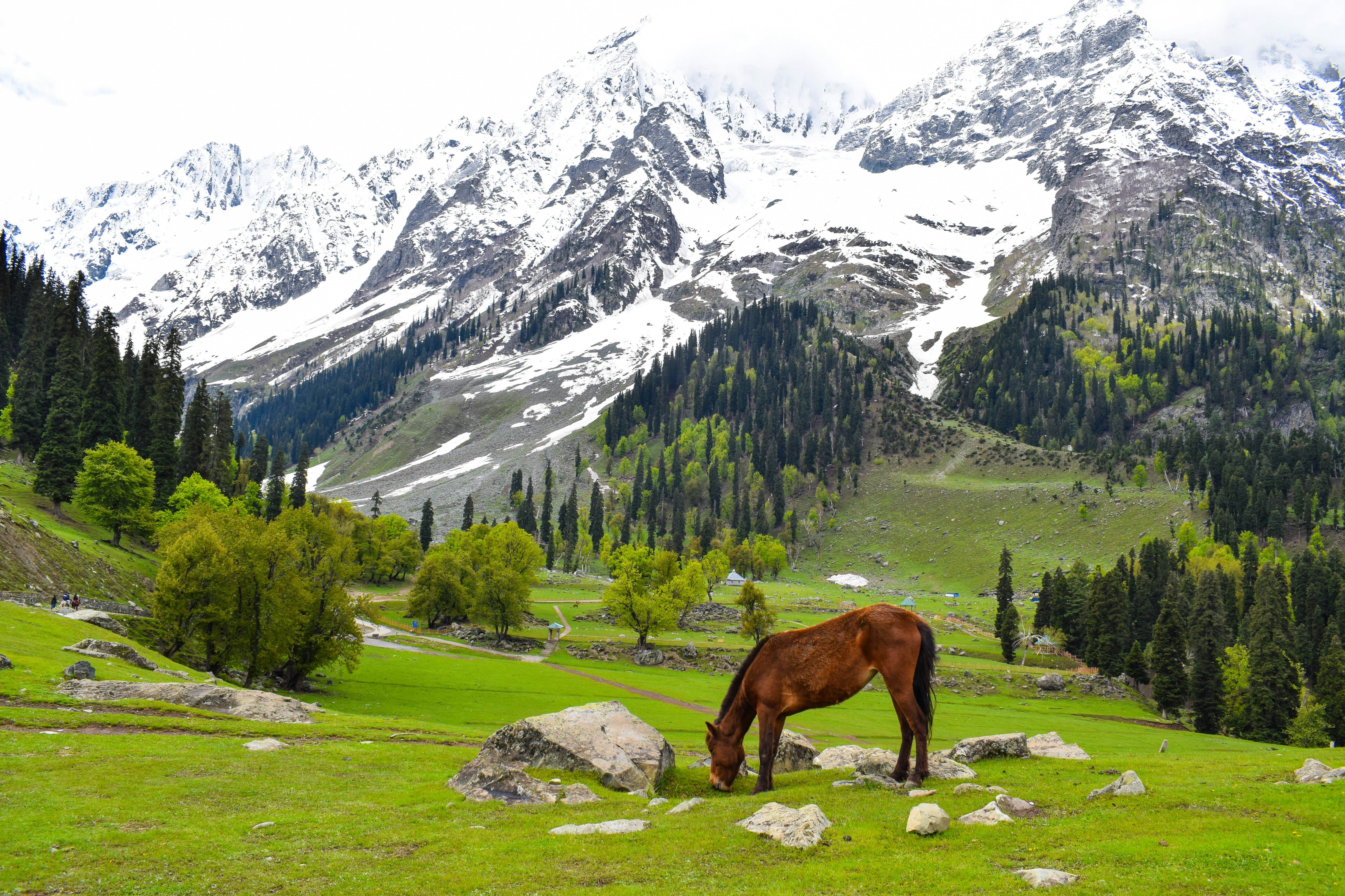 a brown horse on green grass field near snow covered mountain during daytime at sonmarg