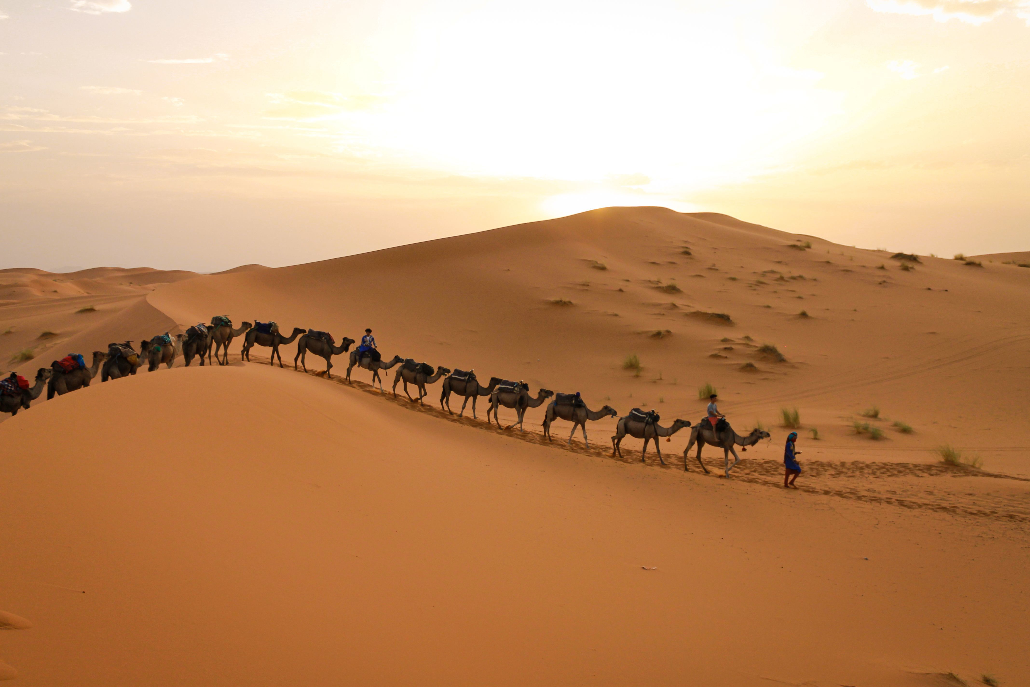 a camel caravan gracefully traversing the sandy dunes under a warm sunset in jaisalmer