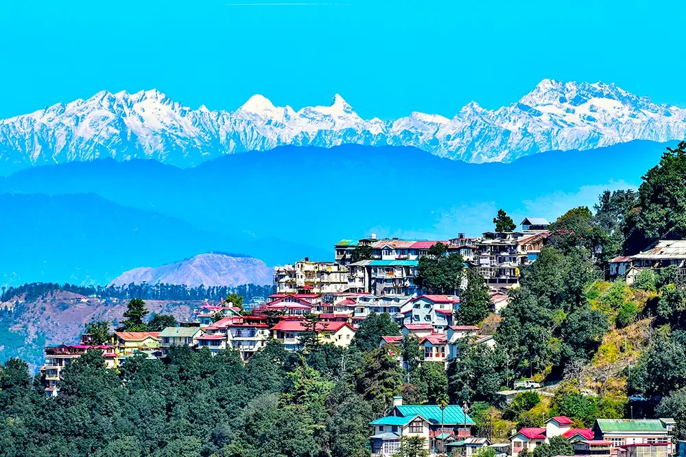 houses in chail surrounded by pine trees with snow covered mountains in the backdrop