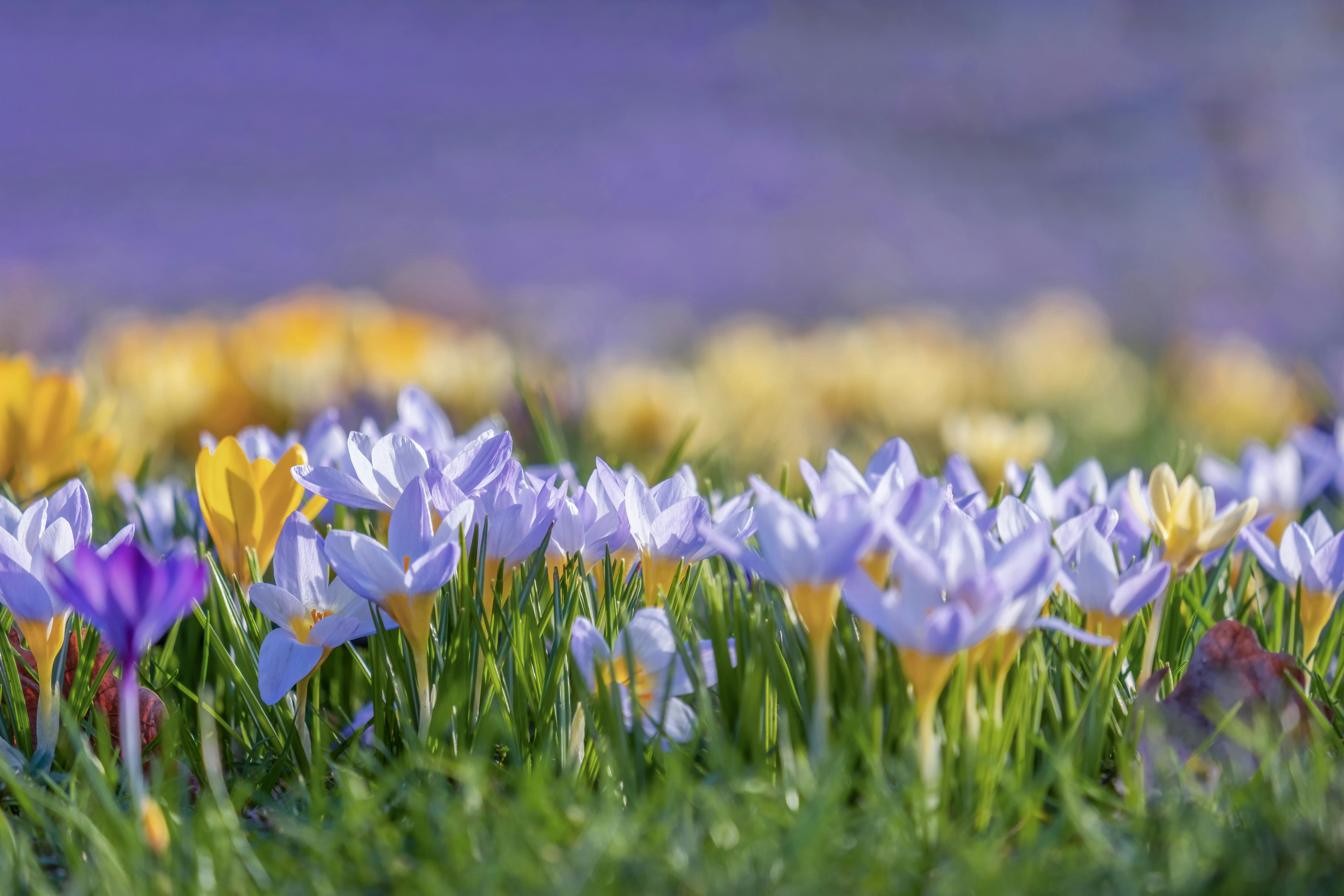 close up of a saffron flower field