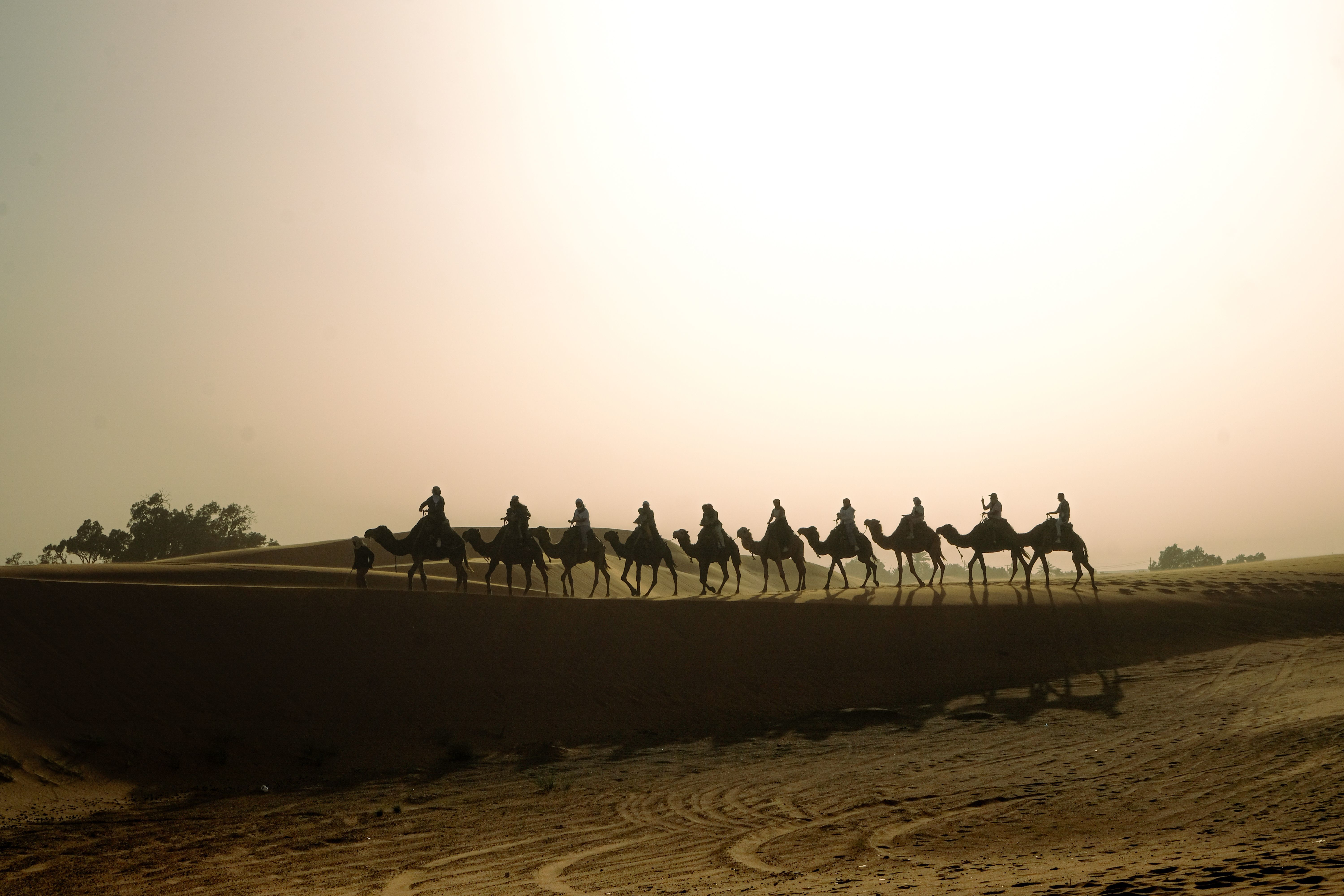 desert camel safari during sunset at pushkar