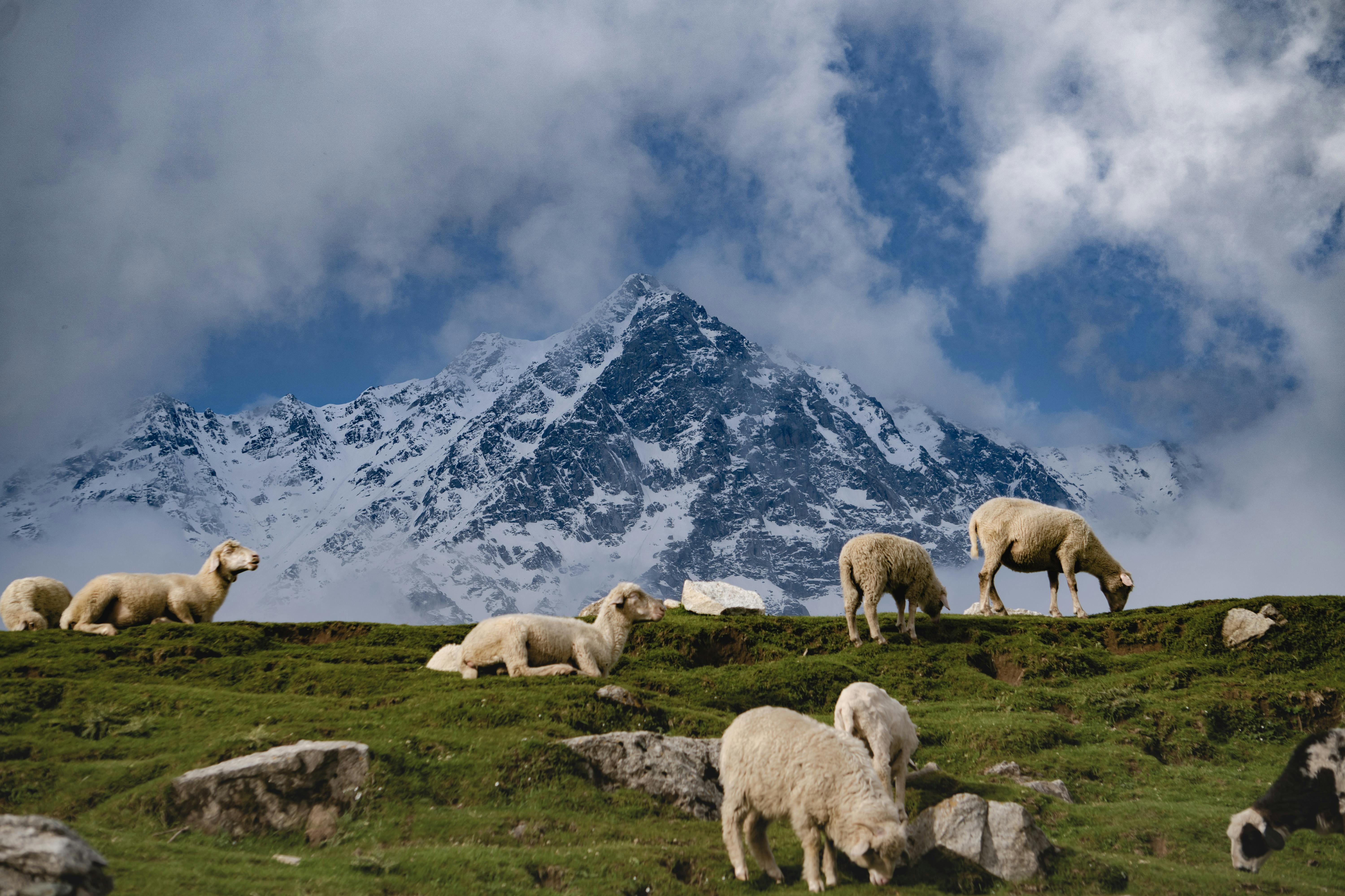a flock of sheep on pasture in mountains in dharamshala