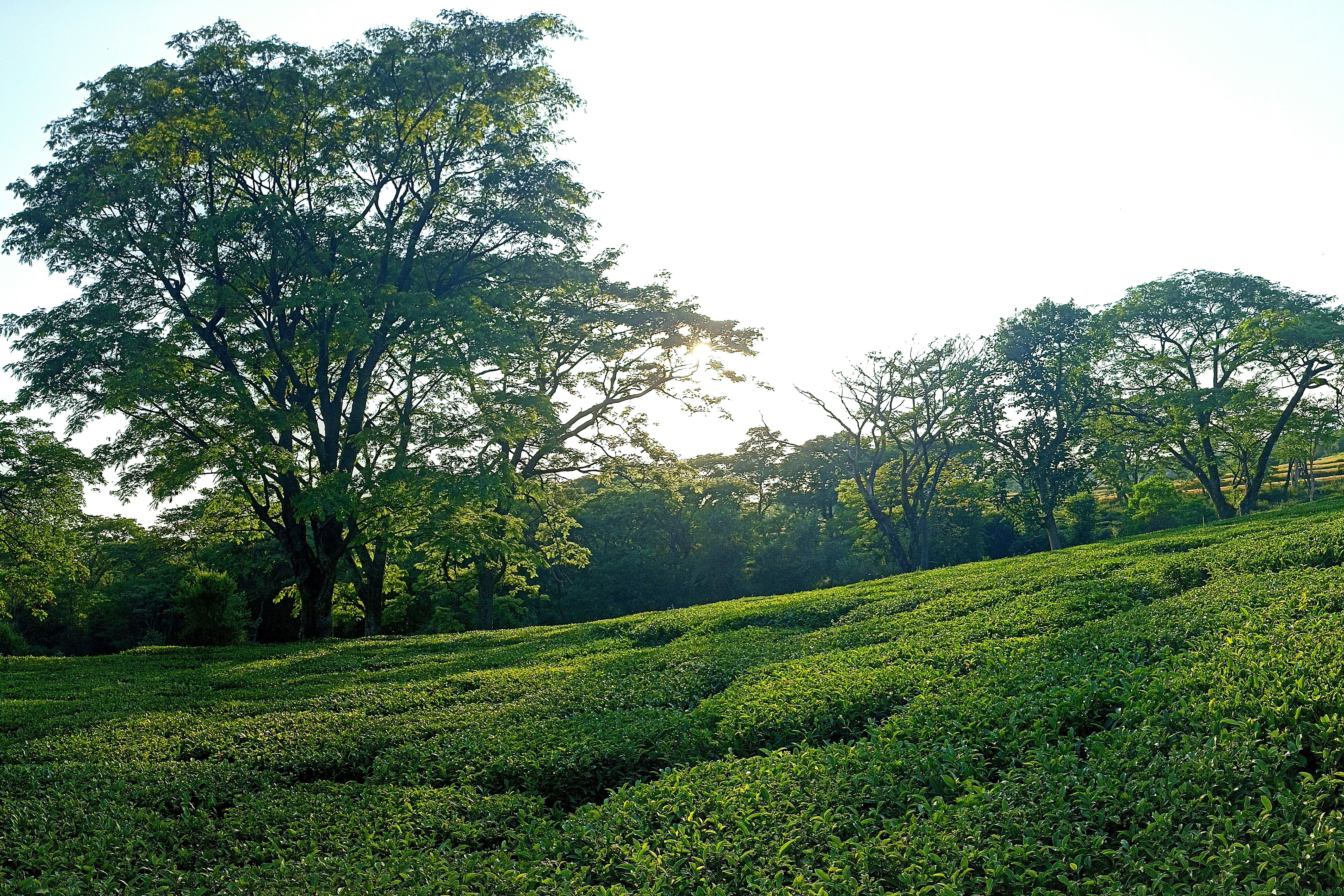tea plantation under blue sky at palampur in himachal pradesh