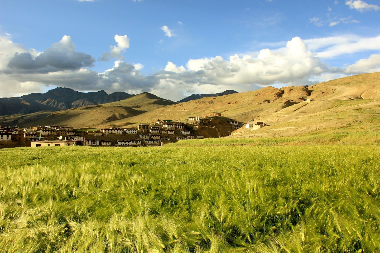 green fields with houses and brown mountains in the backdrop at mud village in spiti
