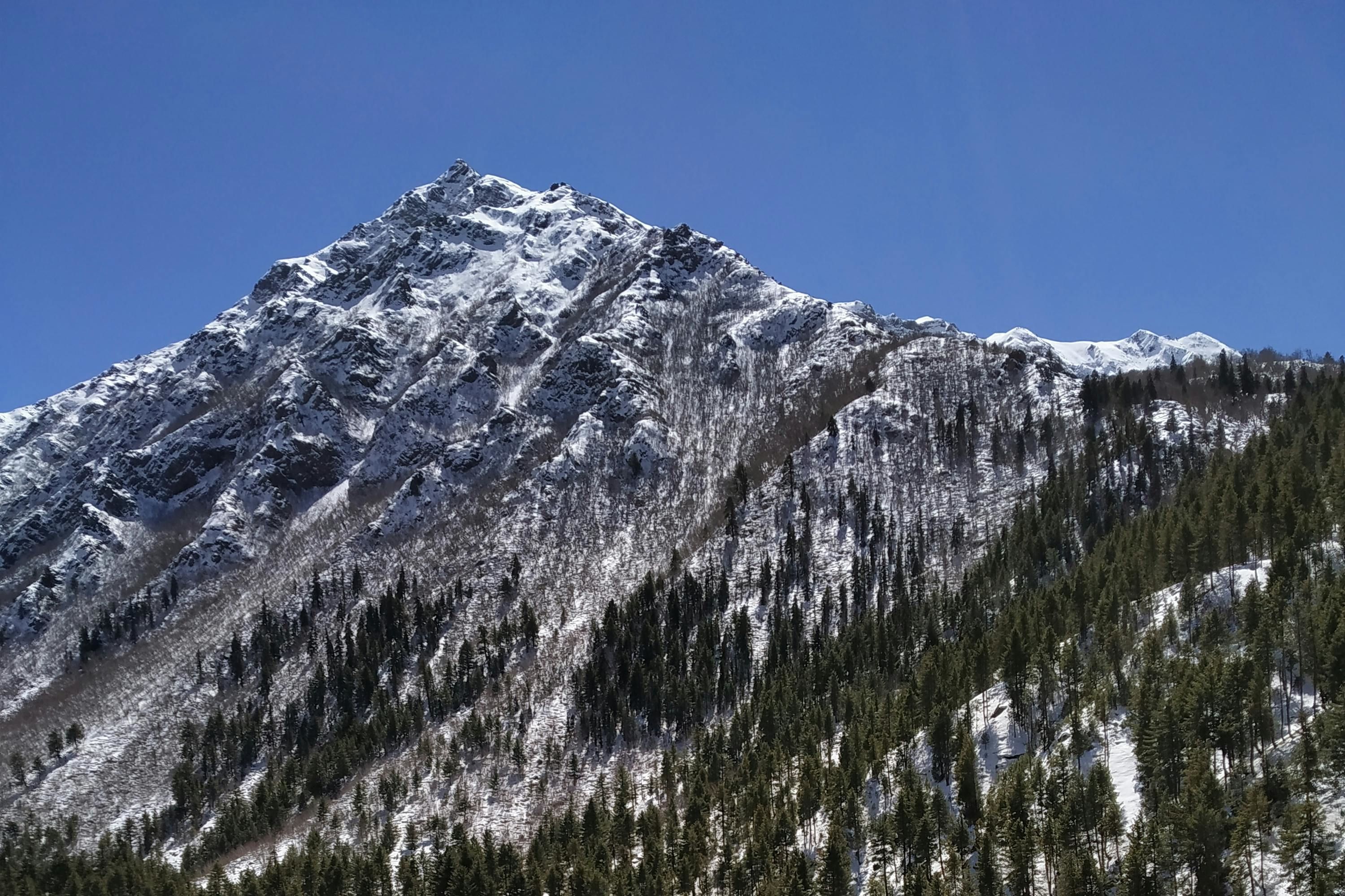 green pine trees on a snow covered mountains in chitkul