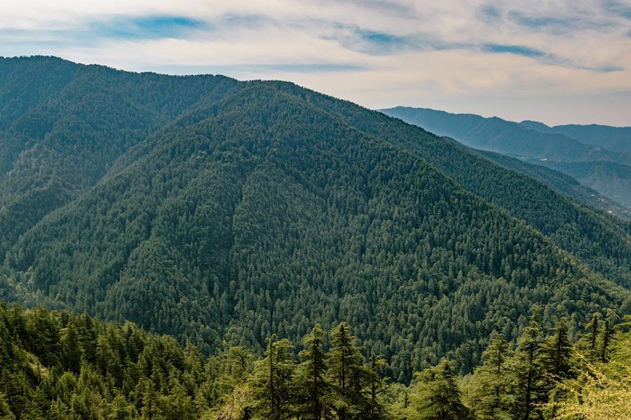 mountains covered by pine trees at green valley near shimla