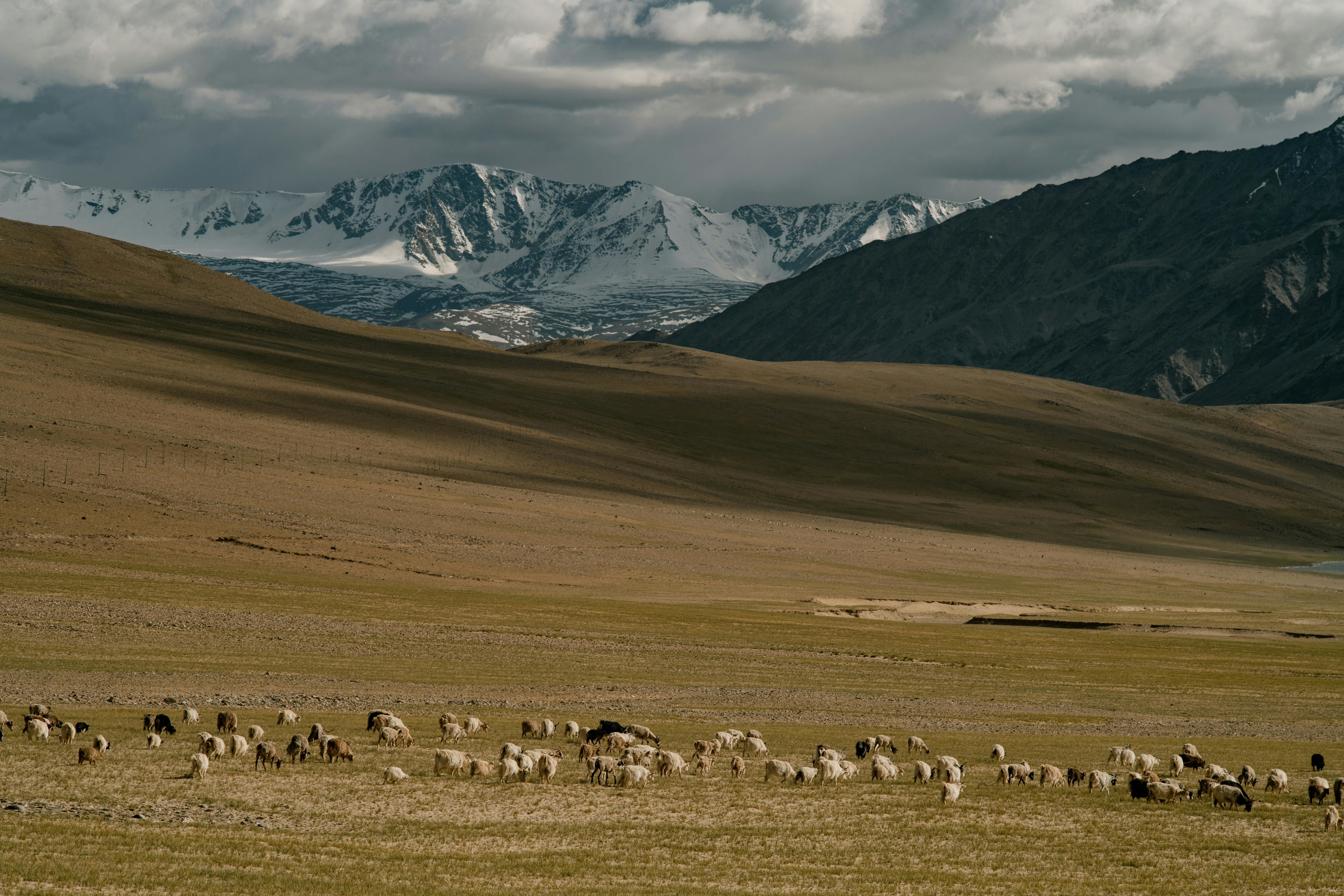 herd od sheep pasturing on meadow with brown and snow covered mountains in the backdrop