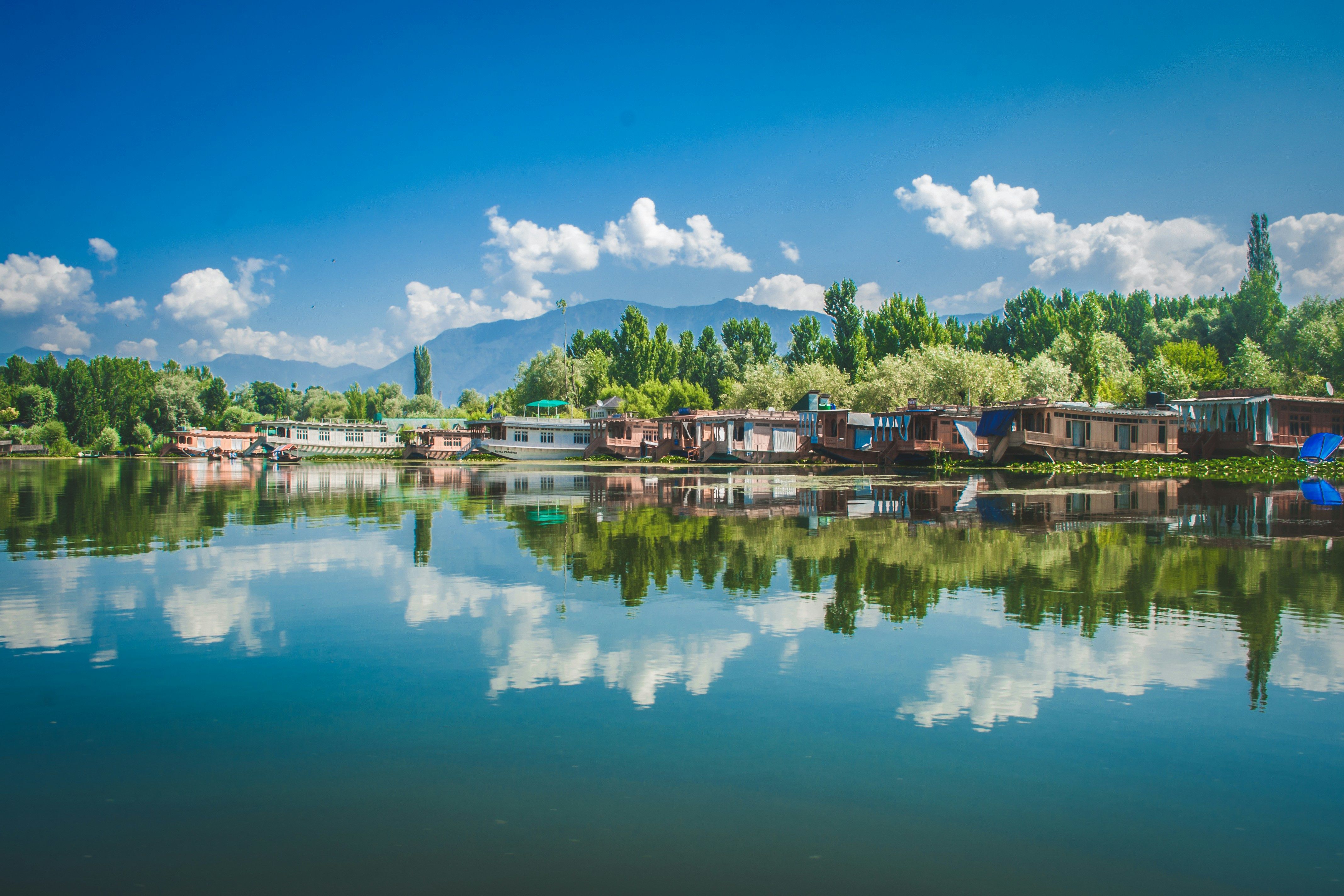 houseboats surrounded by green trees on the dal lake in srinagar during daytime