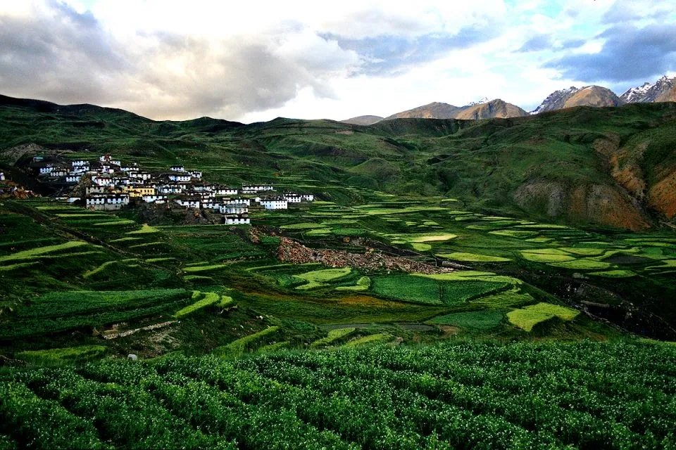 houses surrounded by green fields in demul village of spiti valley
