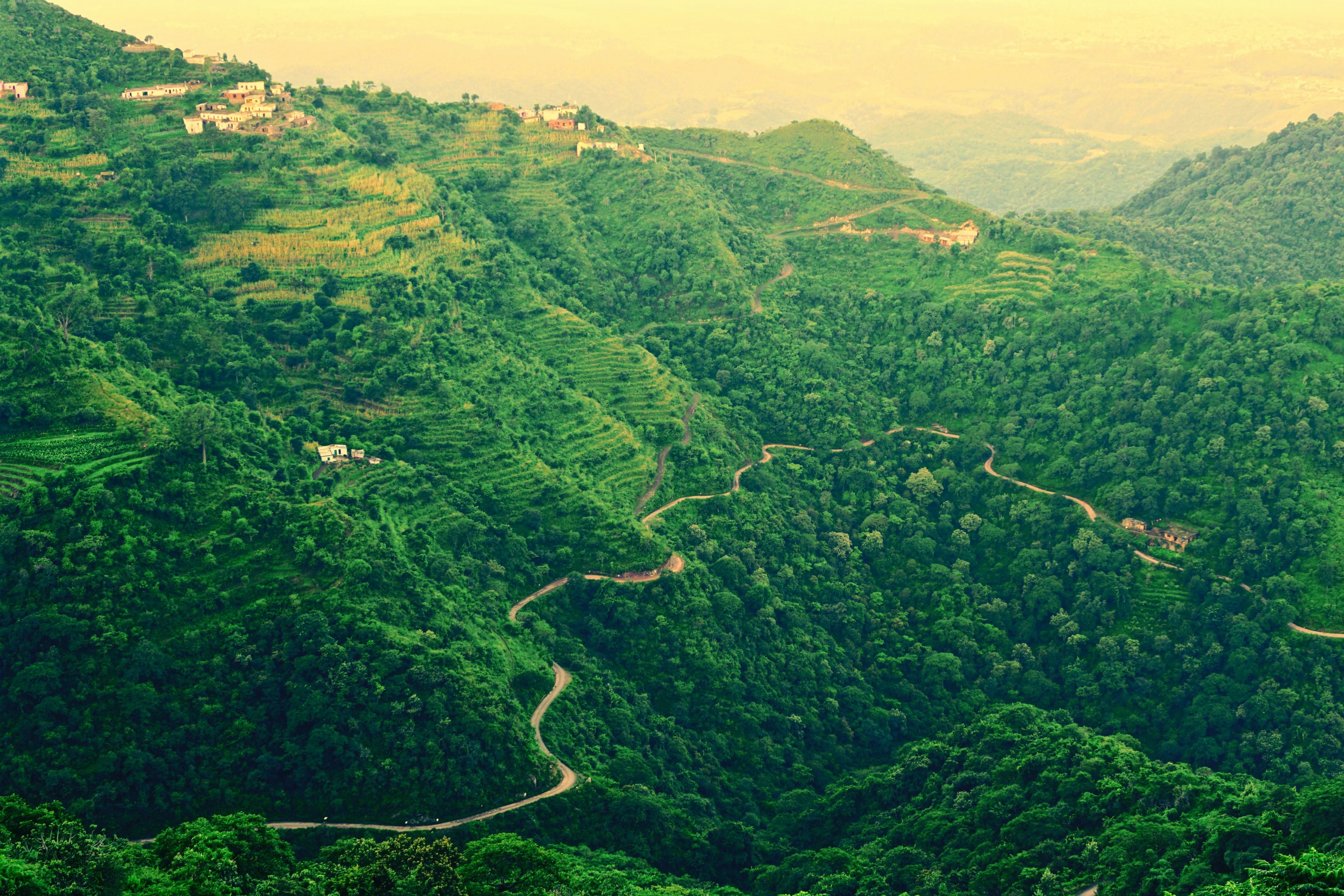 landscape photo of roadway covered in green trees in shimla