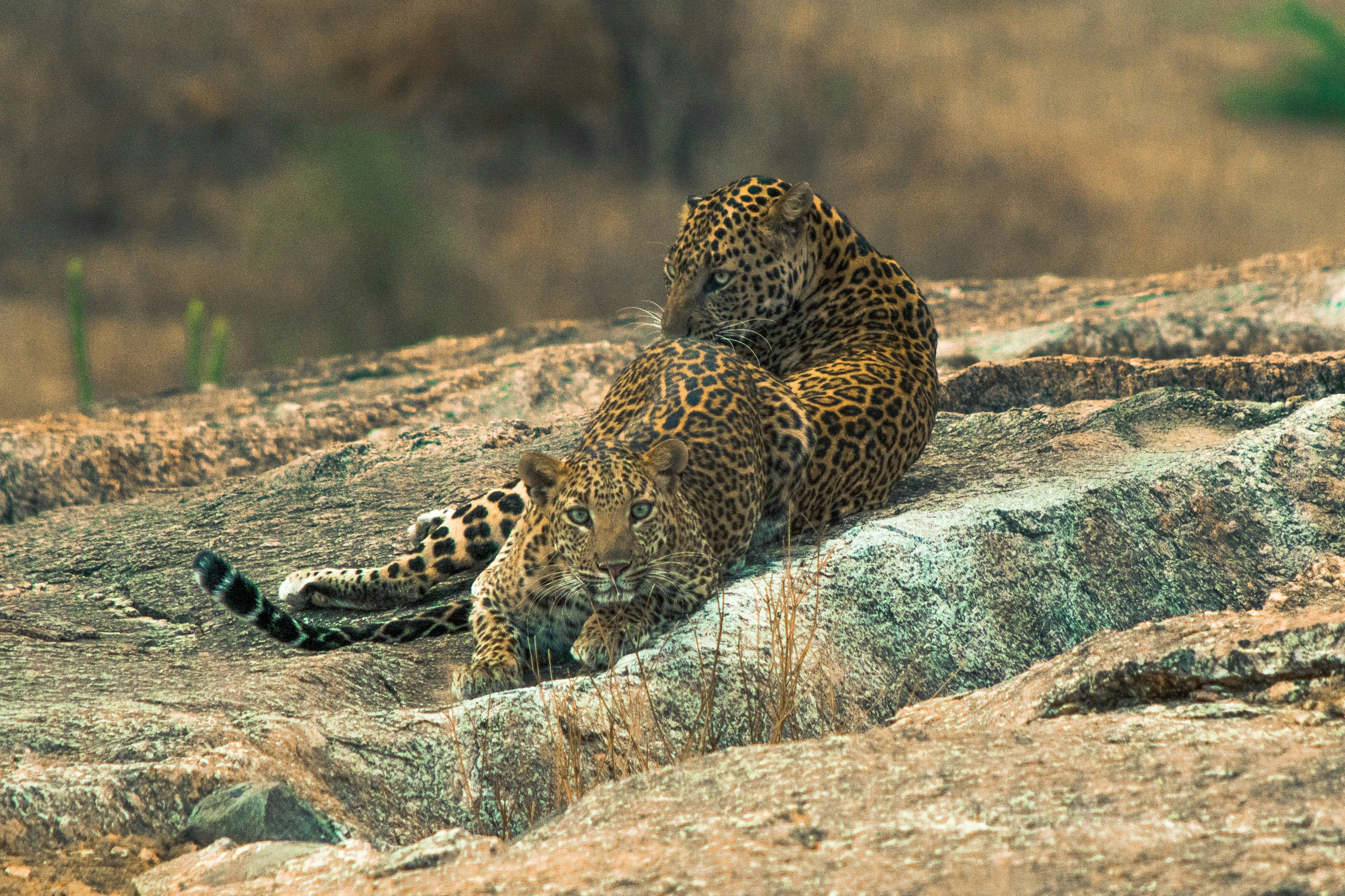 two leopards lying on gray rock during daytime
