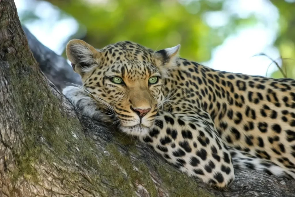 a leopard sitting in jawai