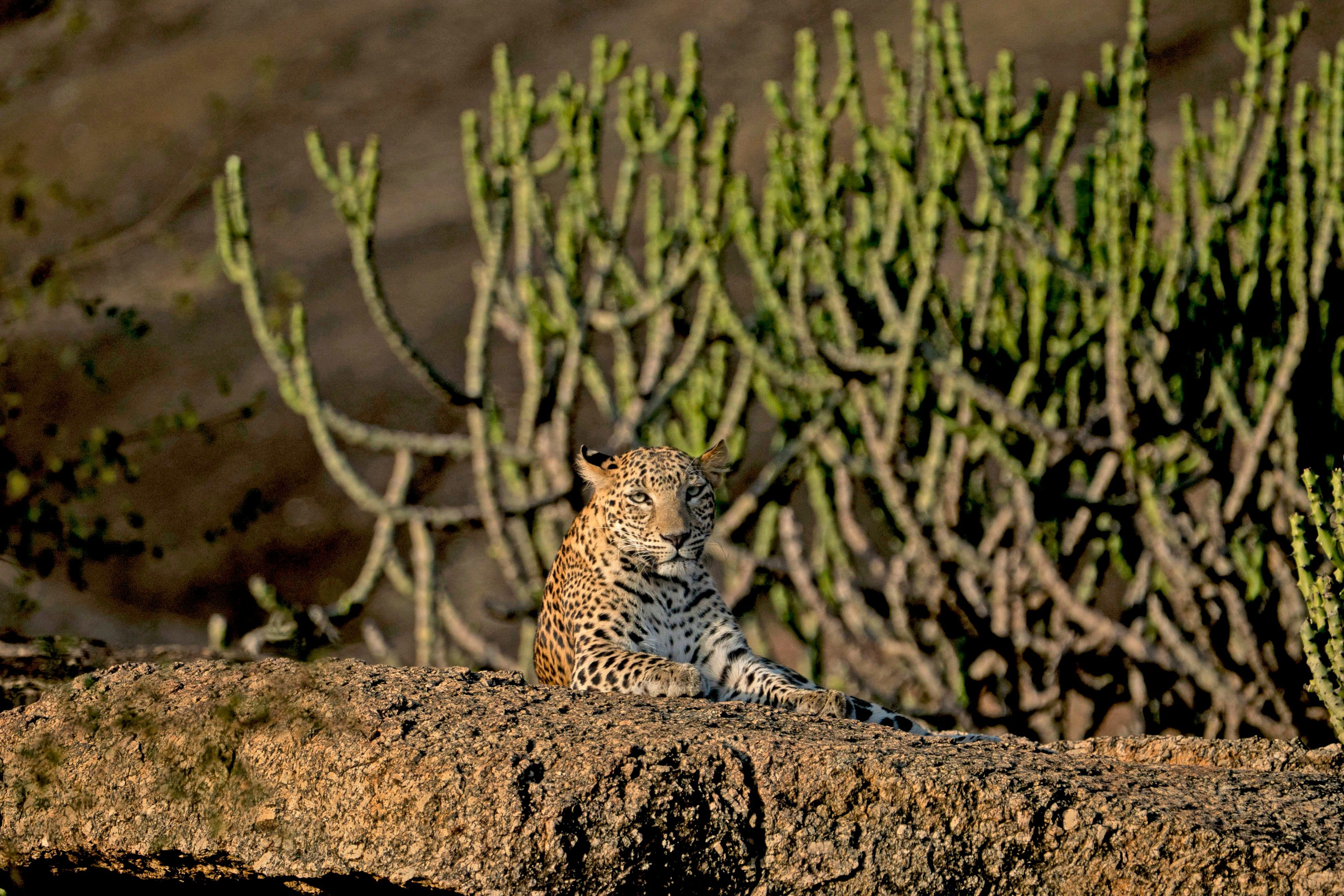 a leopard sitting on a rock near a large succulent plant